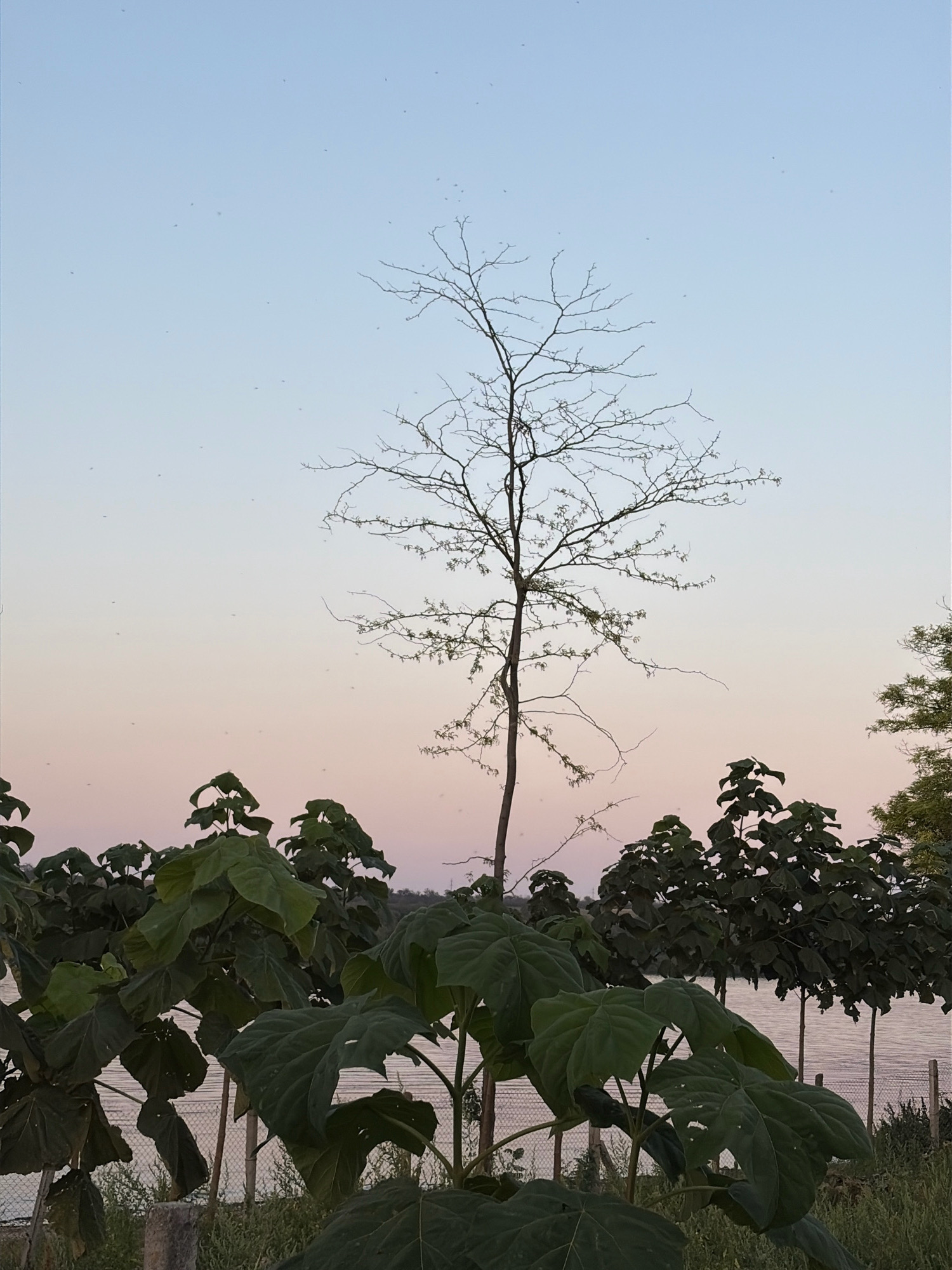 This image captures a serene outdoor scene, likely on the outskirts of Oxentea, Moldova, during either dawn or dusk, indicated by the soft pastel hues in the sky. In the foreground, several large-leafed trees dominate the lower half of the frame, their deep green foliage creating a lush, dense canopy. Behind these, a line of trees with a more sparse, bare branch structure stands out against the gradient sky. The central focus is a single, tall, bare tree with intricate branching reaching towards the sky. In the background, a body of water, possibly the Nistru River, is visible, reflecting the muted light. A fence runs horizontally across the mid-ground, separating the vegetation from the water. The sky above is a canvas of pale blue fading into soft pink and peach tones, with numerous tiny specks, possibly insects or dust particles, scattered throughout. No people or animals are visible in the frame.
