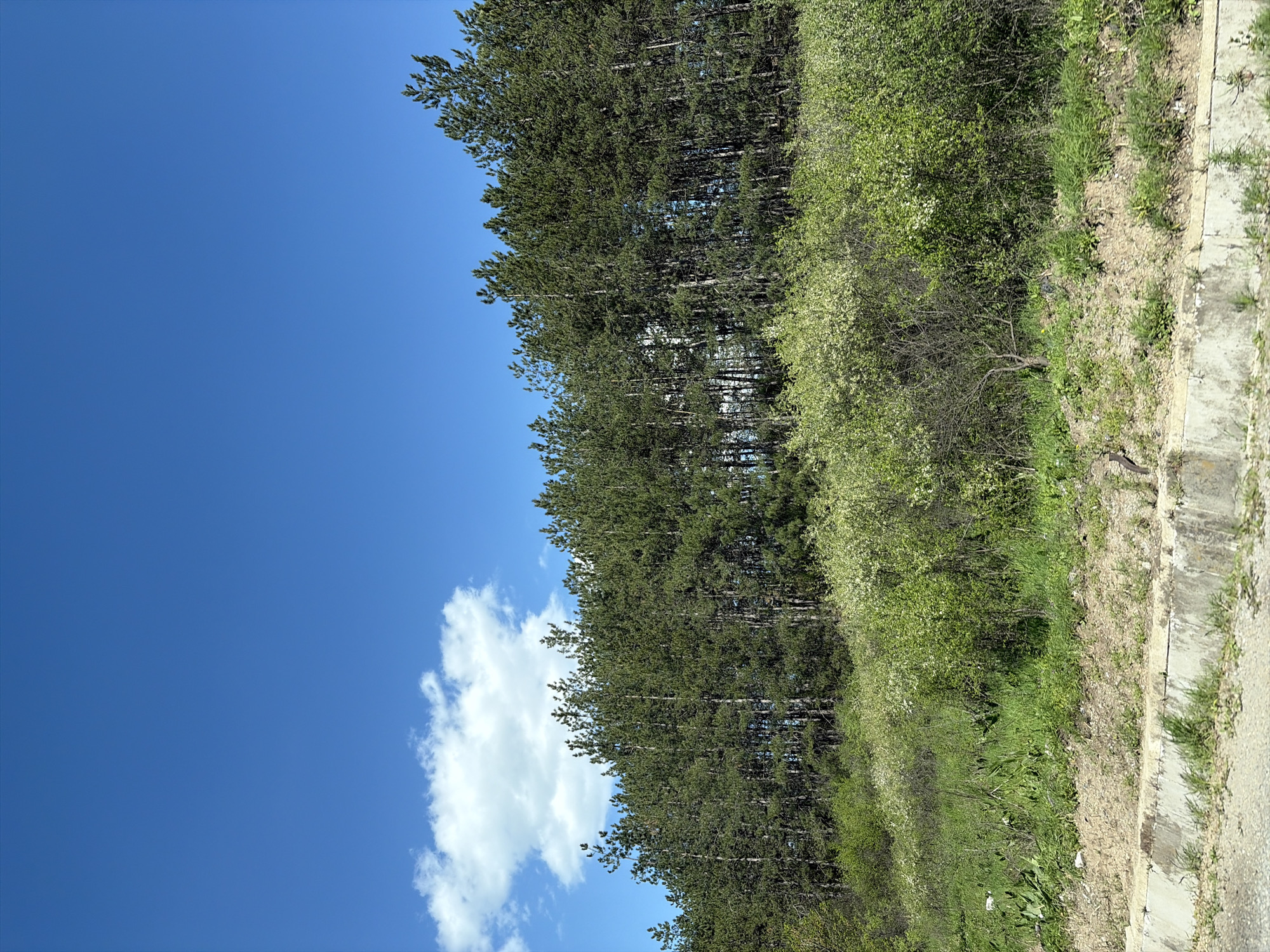 The image shows a landscape in Obruchishte, Bulgaria. A clear blue sky with a single white cumulus cloud is visible on the left side of the image. A line of tall, evergreen trees with dense foliage occupies the central portion of the scene. To the right of the trees, there is a mix of shrubs, grass, and small plants extending towards the edge of a concrete structure, likely a pathway or retaining wall. The scene suggests a natural environment alongside a man-made structure.