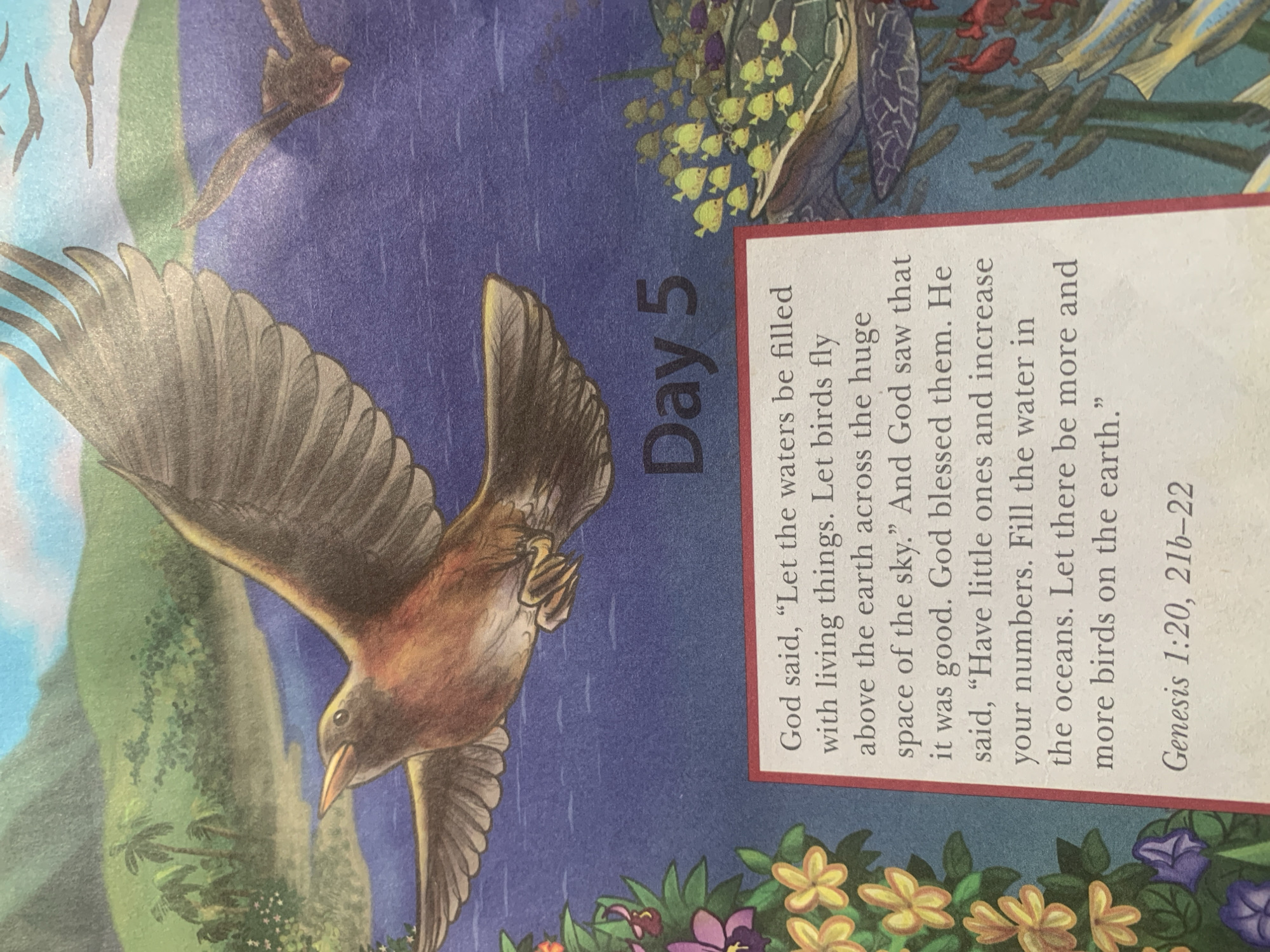 The image shows a colorful illustration depicting the biblical creation story. In the foreground, a robin-like bird with brown and orange plumage is in mid-flight, wings outstretched. The bird is positioned against a backdrop of a vibrant blue body of water. Further in the background, there are lush green hills with palm trees and smaller birds flying in the sky.
A red-bordered box in the lower right corner contains text. The text reads: "God said, 'Let the waters be filled with living things. Let birds fly above the earth across the huge space of the sky.' And God saw that it was good. God blessed them. He said, 'Have little ones and increase your numbers. Fill the water in the oceans. Let there be more and more birds on the earth.' Genesis 1:20, 21b-22". Above this text, the words "Day 5" are printed in large, dark letters.
To the right of the text box, the illustration continues, showing a diverse underwater scene with various fish, including schools of small yellow fish, and darker, larger fish. There are also hints of aquatic plants and possibly a turtle shell. The overall impression is one of a vibrant, natural ecosystem being brought to life.
This image is an illustration and does not depict any specific location in the city of Jauro Yinu, Nigeria.