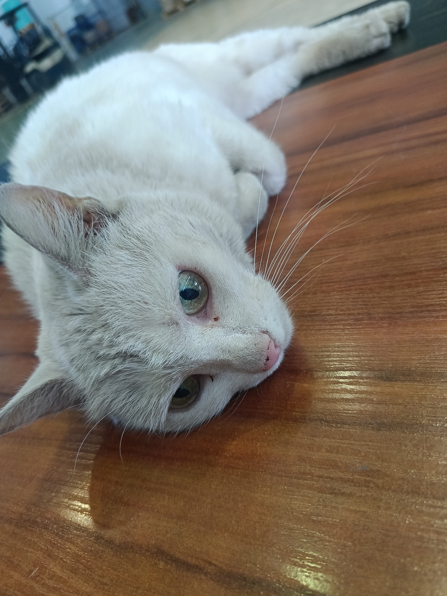 A light-colored cat with green eyes and a pink nose is lying on a brown, wood-grained surface. The cat is facing the viewer with its head tilted to the side. The background is blurred, but shows what appears to be a building interior with furniture and possibly people in the distance. There is no clear indication that the location is in Chaikovsky, Russia.