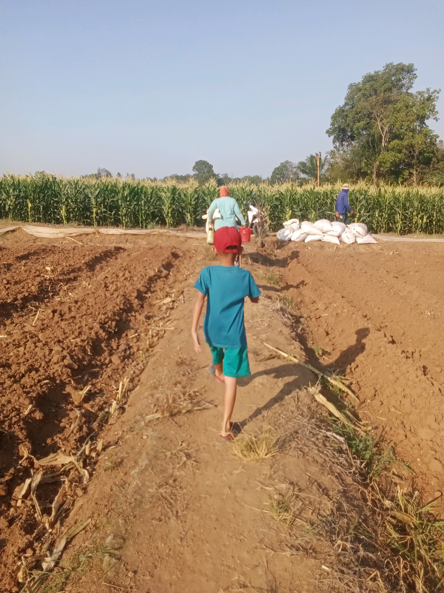 In a rural outdoor setting, possibly in a field in Unknown, Indonesia, a young boy wearing a blue t-shirt and green shorts with a red cap walks away from the camera down a dirt path. To his left are rows of freshly tilled brown soil. In the background, a dense field of tall green corn stalks stretches across the horizon under a clear, light blue sky. Several individuals are visible further in the background, including two people tending to the corn and a person near a pile of white sacks. The overall scene depicts agricultural activity in a rural environment.