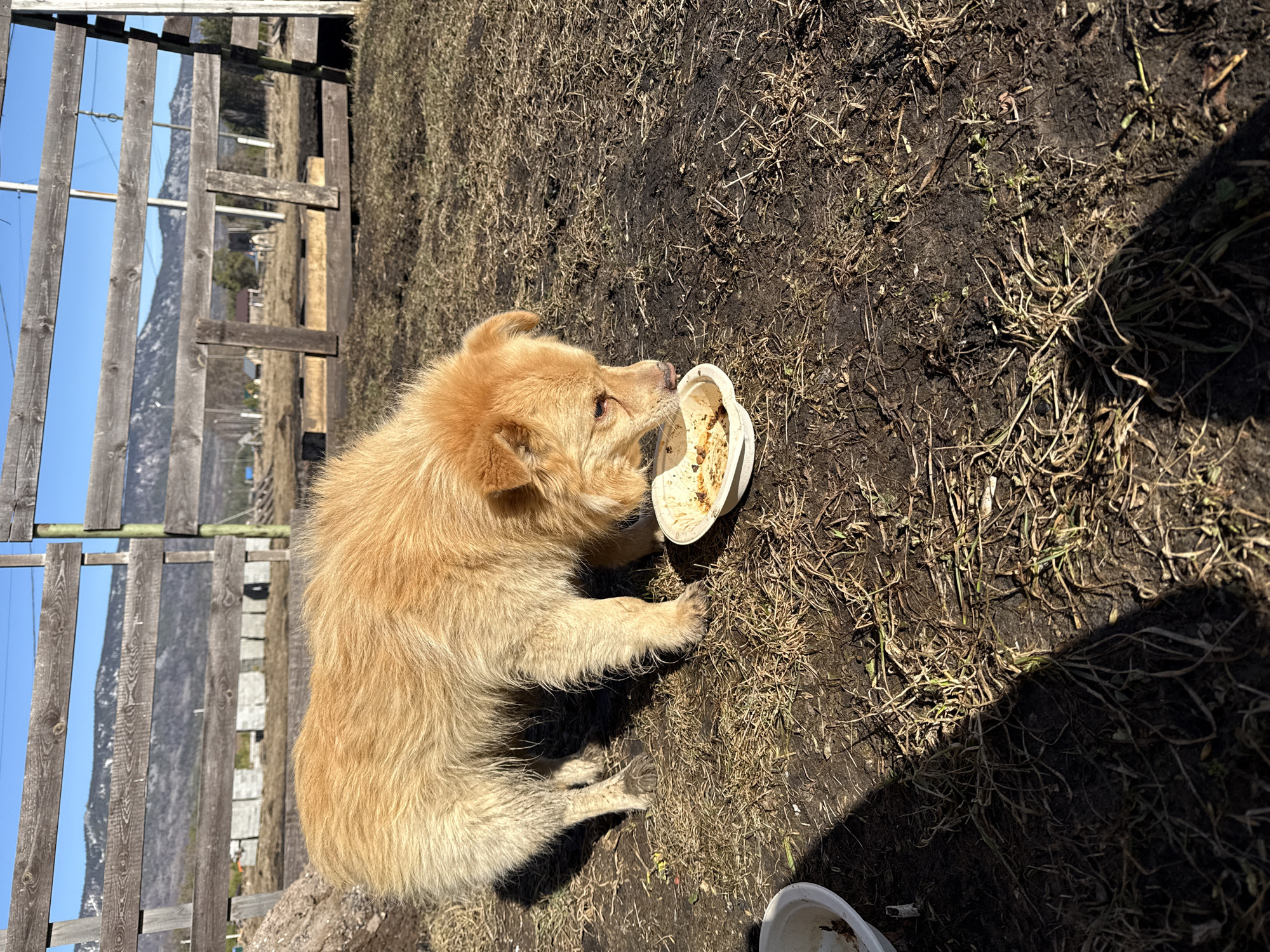 An eye-level shot depicts a furry, light-brown dog eating from a small, white bowl on a patch of bare dirt, weeds, and some dying grass. The dog is positioned toward the top-left portion of the image, and the bowl is near its face. To the left of the dog, a wooden fence runs vertically up the frame. Beyond the fence, in the distance, a mountain range is visible under a clear blue sky. A shadow is cast in the lower-right corner of the image. Another white bowl can be seen partially visible in the lower-right corner of the image. The location is Tyulyuk, Russia.