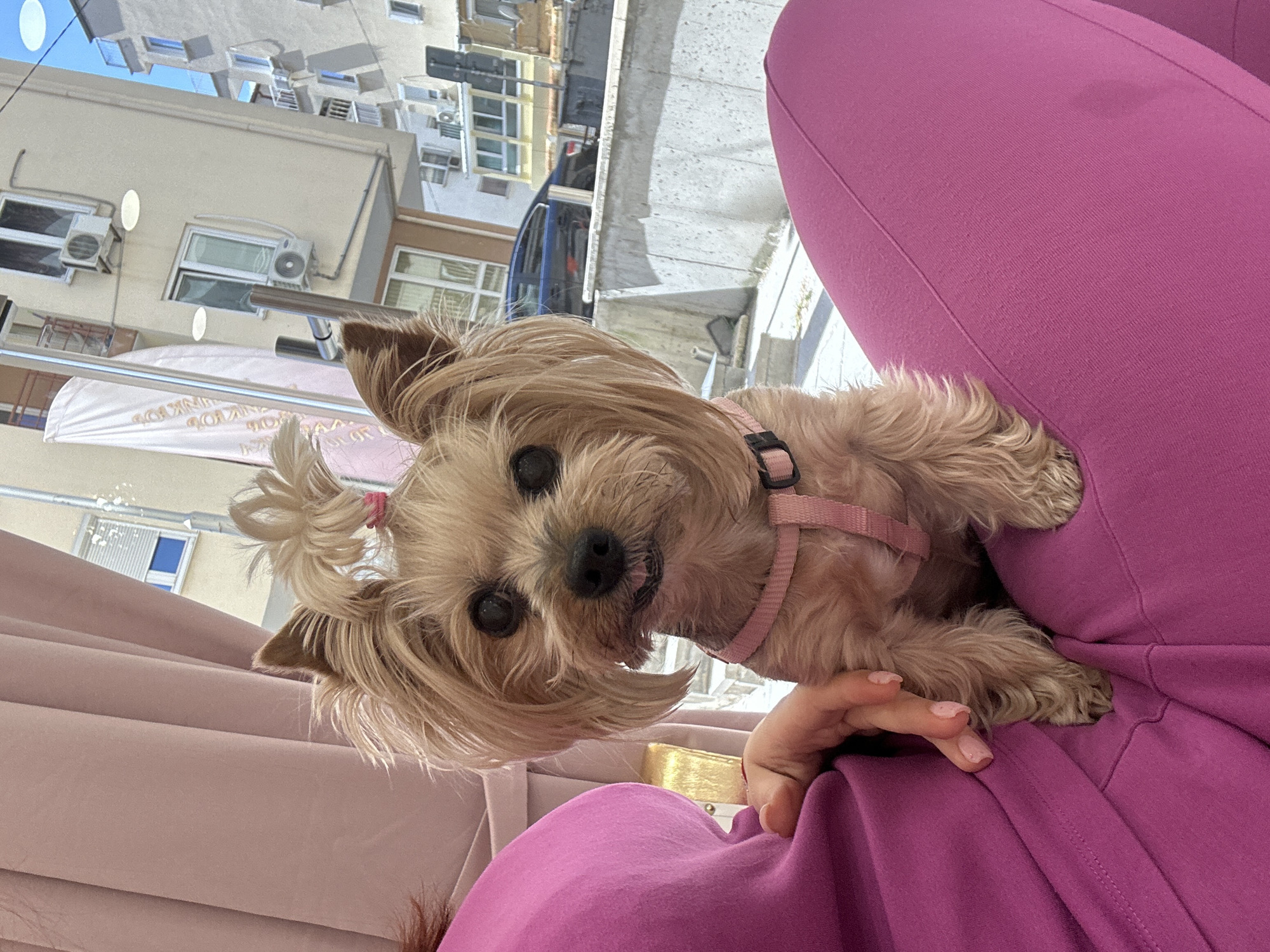A Yorkshire Terrier with light brown fur and a pink harness is perched on a person's lap. The person is wearing pink clothing. The dog's head is tilted, and its expression is alert and curious. The background shows buildings, possibly indicating an outdoor location in Sofia, Bulgaria.