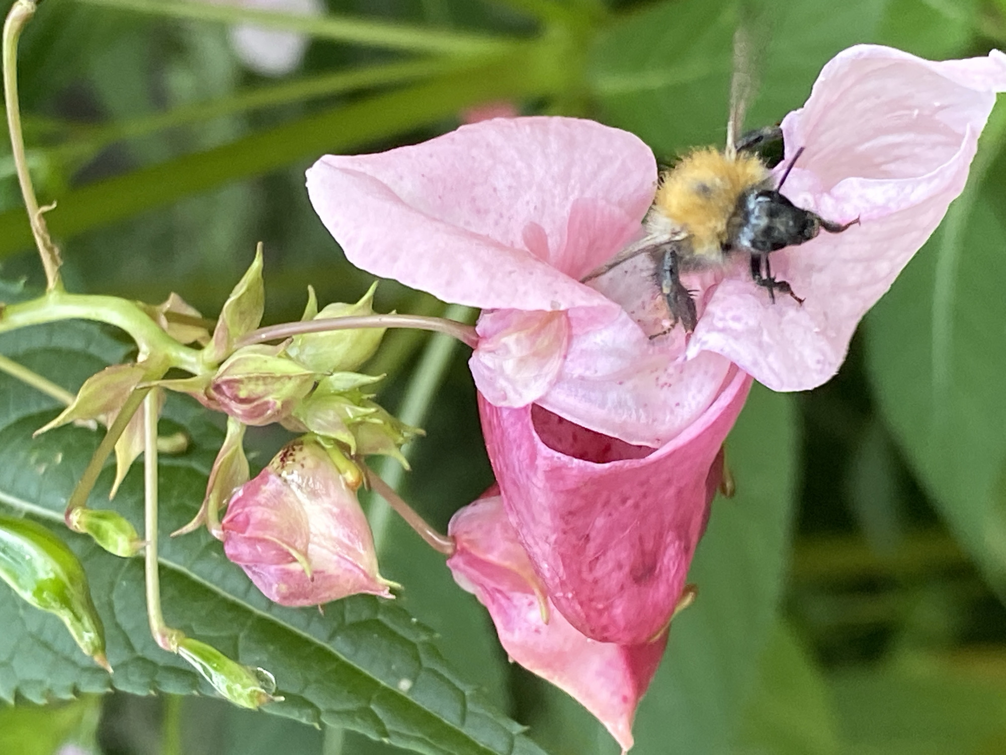 A bumblebee with yellow and black fur is perched on a delicate pink flower petal. The bee's head and thorax are black, with fuzzy yellow markings on its abdomen. Its legs are visible, grasping the petal. The flower has multiple petals, some of which are a darker pink, and is surrounded by green foliage. The background is blurred green, suggesting an outdoor, natural environment. The scene is set in the city of Votkinsk, Russia.
