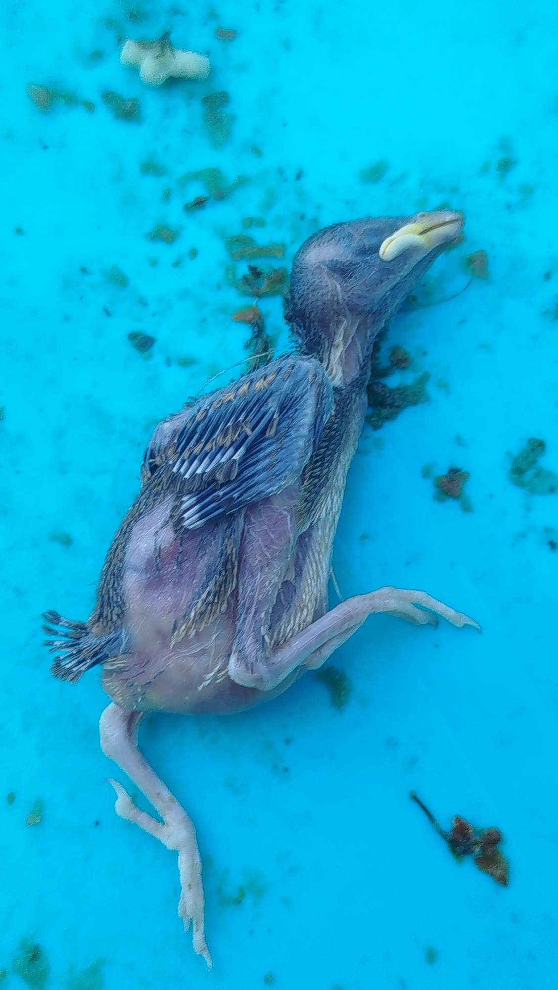 An unfeathered bird carcass lies on a bright blue surface. The bird is mostly pale pink with visible veins and a dark gray head. Its wings are partially feathered with dark and light gray striped feathers. The bird's legs and feet are visible and appear delicate. The blue surface is speckled with small brown and green debris. A small, dark, dried-out organic matter is visible to the right of the bird. The image appears to be taken from directly above the subject. The location is not specified in the image.