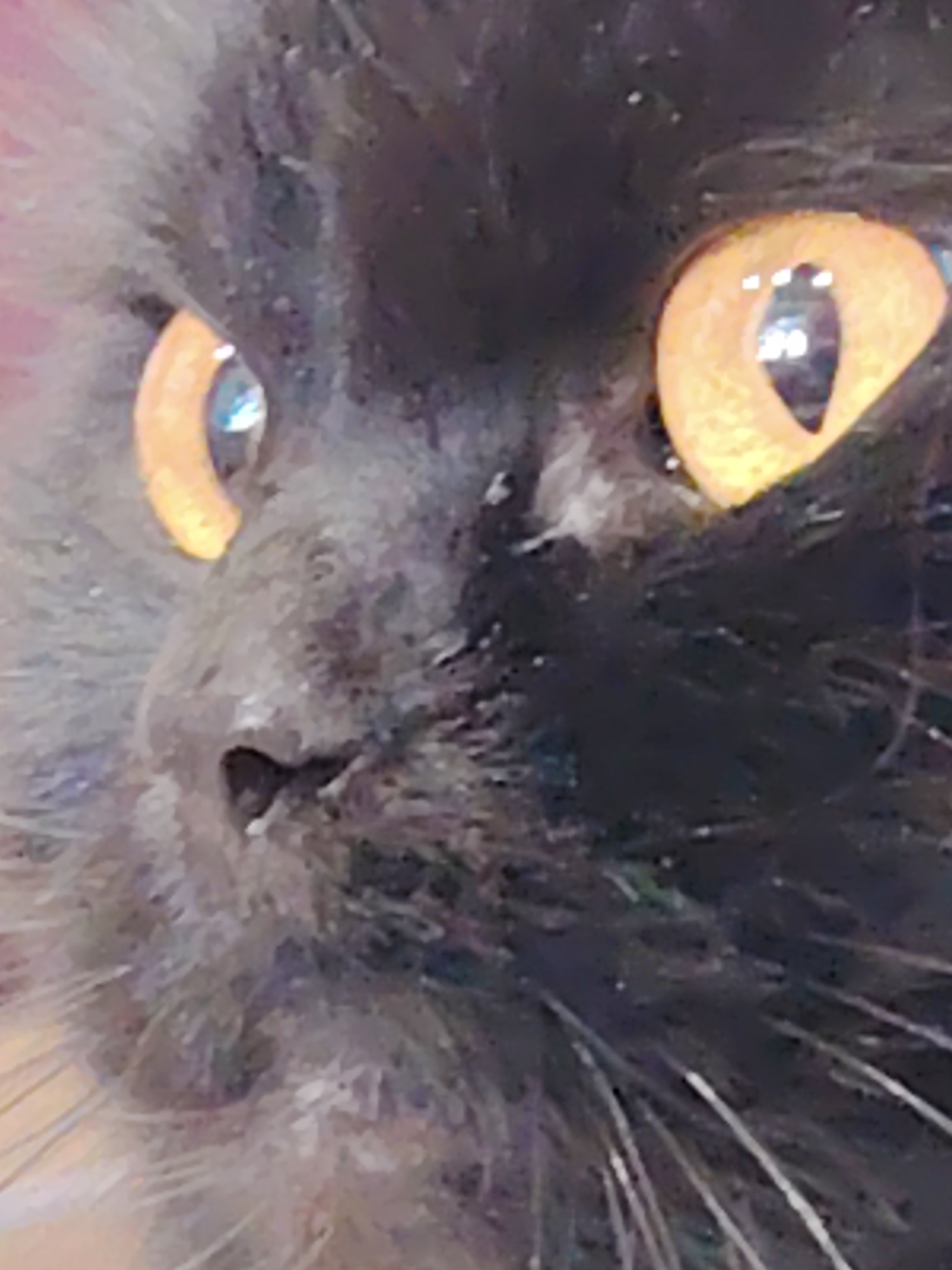 The image is a close-up, low-resolution, slightly blurry photograph of a cat's face. The cat appears to be dark gray or black with long fur. Its eyes are large, round, and a vibrant orange-yellow color, with vertical pupils that are constricted. One eye is more visible than the other, which is partially obscured. The cat's nose is small and dark, and its whiskers are prominent and light-colored. The background is out of focus and appears to be a mix of dark and light colors, possibly suggesting an indoor setting. There is no visible indication of the city of Novosibirsk, Russia, or any specific location. The image focuses solely on the cat's facial features.