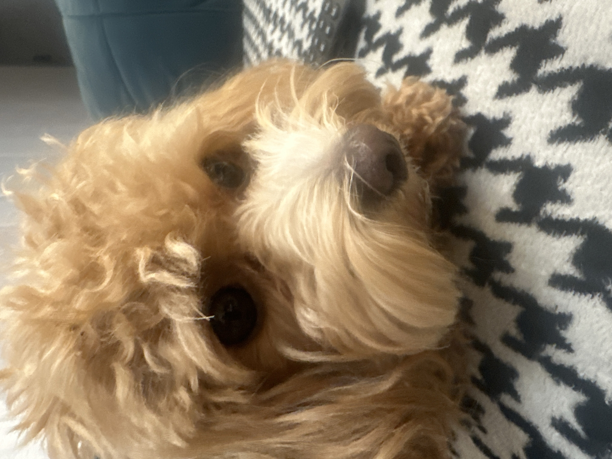 A close-up, waist-up shot shows a small, light brown, fluffy dog with dark eyes and a dark nose resting on a black and white patterned surface. The dog's fur is curly and appears to be a common breed like a poodle mix. The background is slightly out of focus, with a hint of a teal cushion on the right side and what appears to be a dark wall or furniture behind the dog. The lighting is soft and natural, suggesting an indoor environment. There is no indication of the city of Minsk, Belarus, or any specific location.