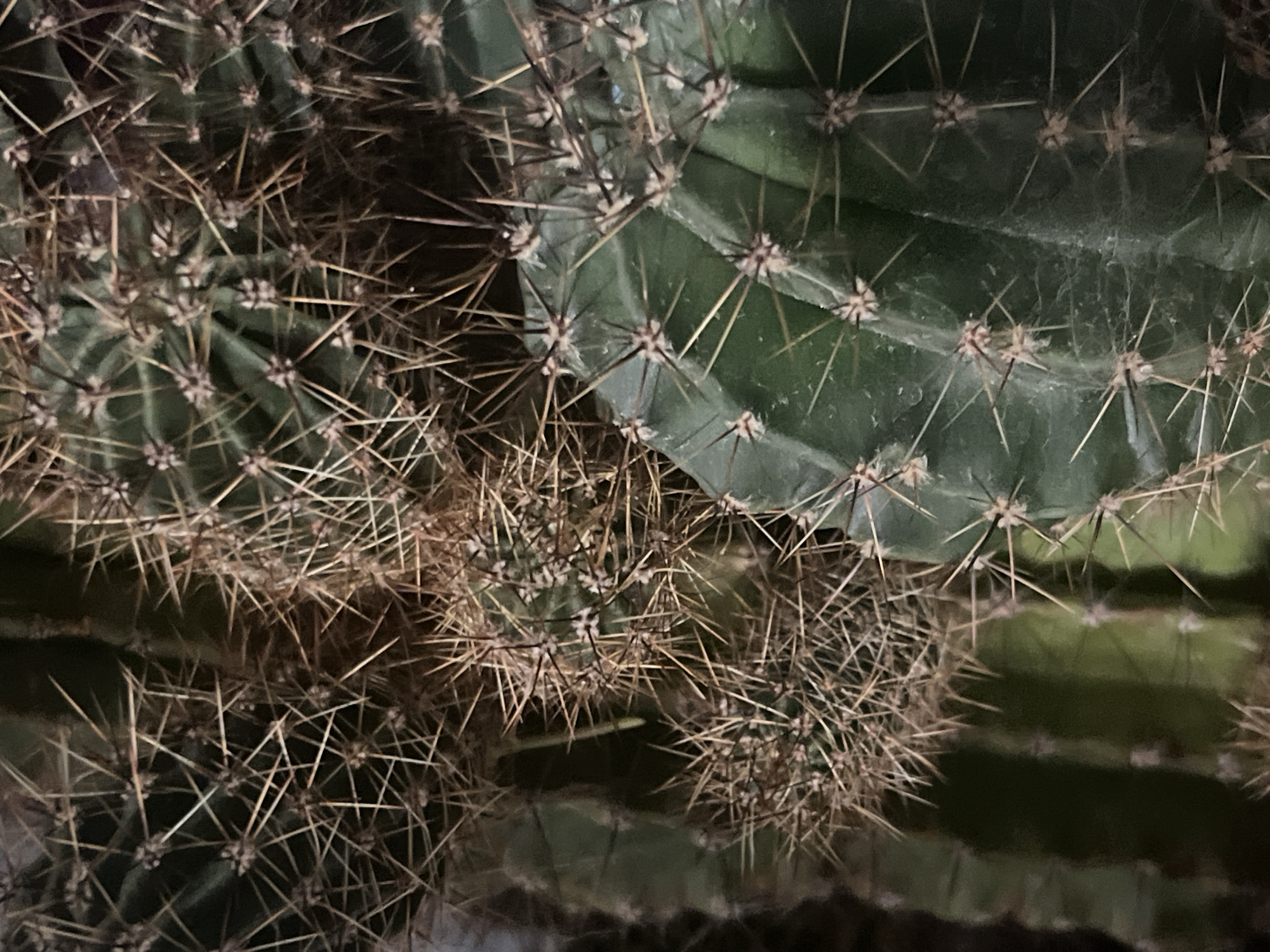 The image is a close-up, vertical shot of a cluster of cacti. The cacti are green with numerous sharp, brown spines radiating from areoles. The foreground features a large, ribbed cactus segment with prominent spines. Behind it, smaller cacti and more spines are visible, creating a dense and textured composition. The lighting is dim, suggesting an indoor environment or a shaded outdoor area. There are no people, actions, or interactions depicted. The scene is not located in Chelyabinsk, Russia; no specific location is discernible from the image.