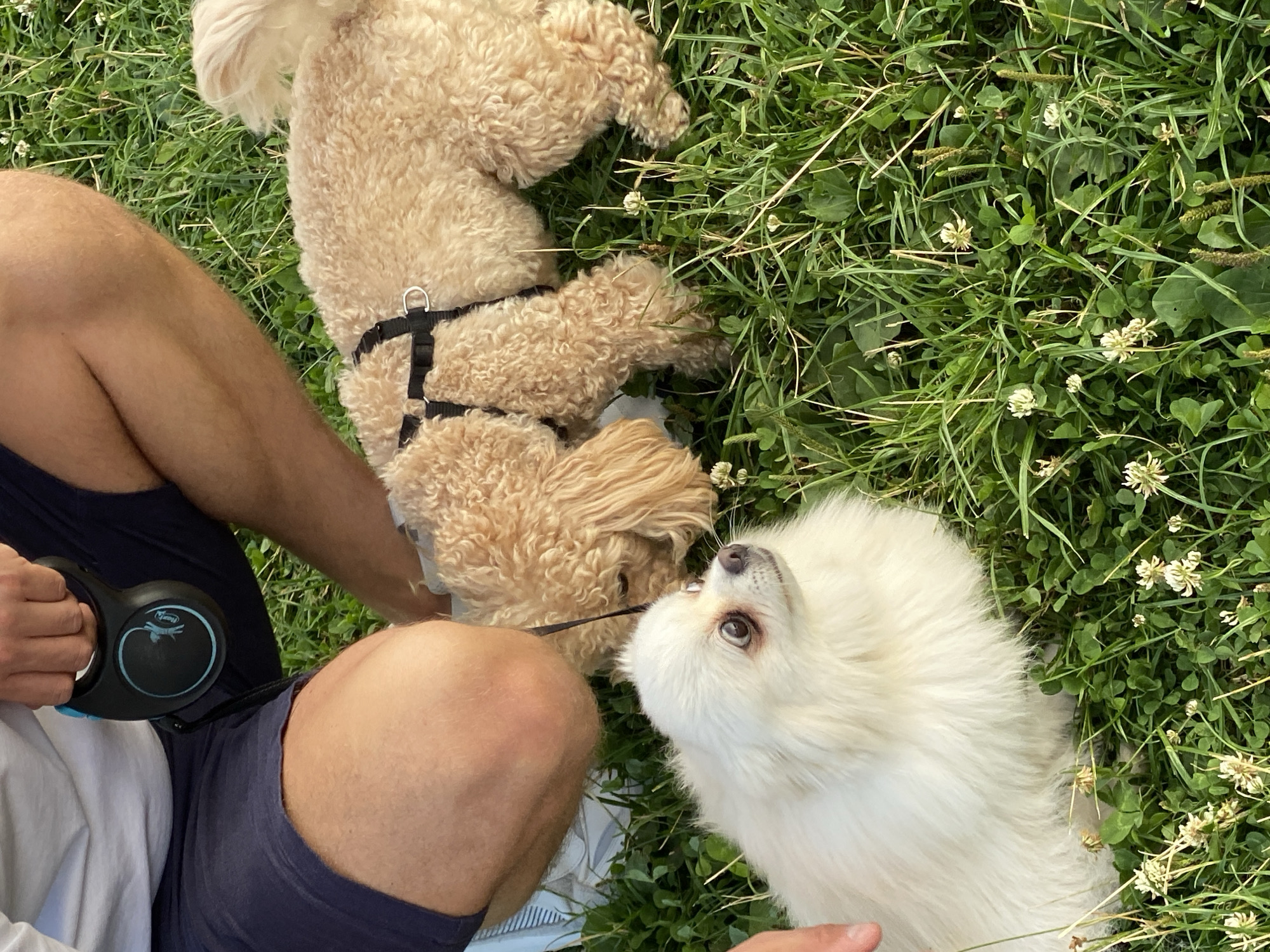 Two dogs are on a grassy area in Nikolskoye, Russia. The dog in the foreground is white and fluffy, facing left with its eyes looking up. The dog in the background is tan and curly-haired, wearing a black harness, and is sniffing the ground. A person's legs, wearing navy blue shorts and a white t-shirt, are visible in the upper left portion of the frame. The person is holding a black retractable dog leash with a blue accent. The ground is covered in green grass and small white clover flowers.