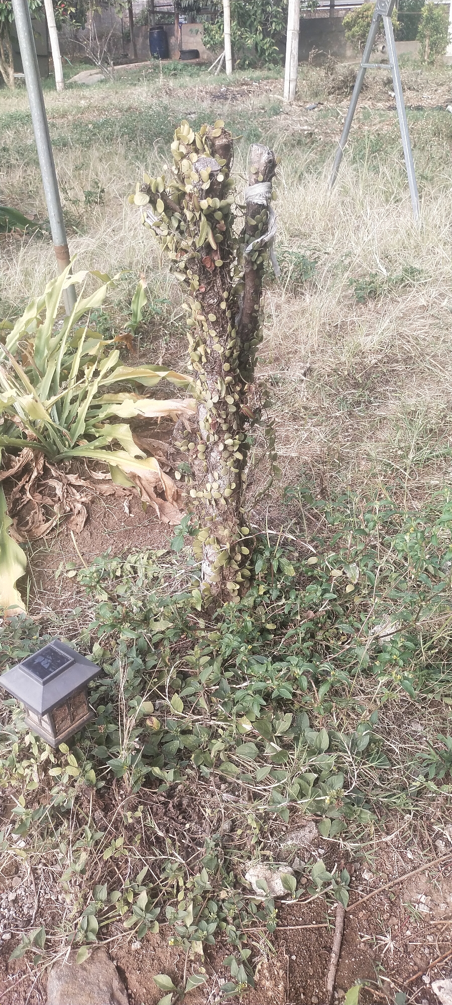 A dead tree stump, covered in ivy and other creeping plants, stands in a grassy, unkempt yard. A small, dark grey solar-powered garden light is positioned on the ground to the left of the stump, next to a large rock. In the background, a metal ladder leans against a structure, and a blue barrel is visible near a cluster of trees. The scene appears to be in Pasirhuni, Indonesia, characterized by its rural or semi-rural environment. There are no people or animals visible in the image. The lighting suggests it is daytime, possibly overcast.