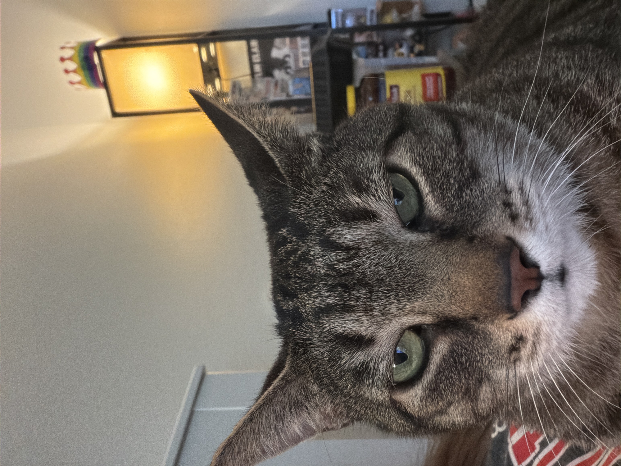 A close-up, head-on shot of a tabby cat with green eyes is centered in the frame. The cat's face is the primary subject, with its ears pricked and its gaze directed forward. Behind the cat, a lamp with a yellow-orange light is visible on the right side of the image. A small, rainbow-colored crown sits atop the lamp. To the left of the lamp, a shelf unit with various items, including what appears to be bottles and boxes, can be seen. The background consists of a plain wall. The image appears to be taken indoors, likely in a residential setting. There is no indication of the specific location within Portland, United States of America.
