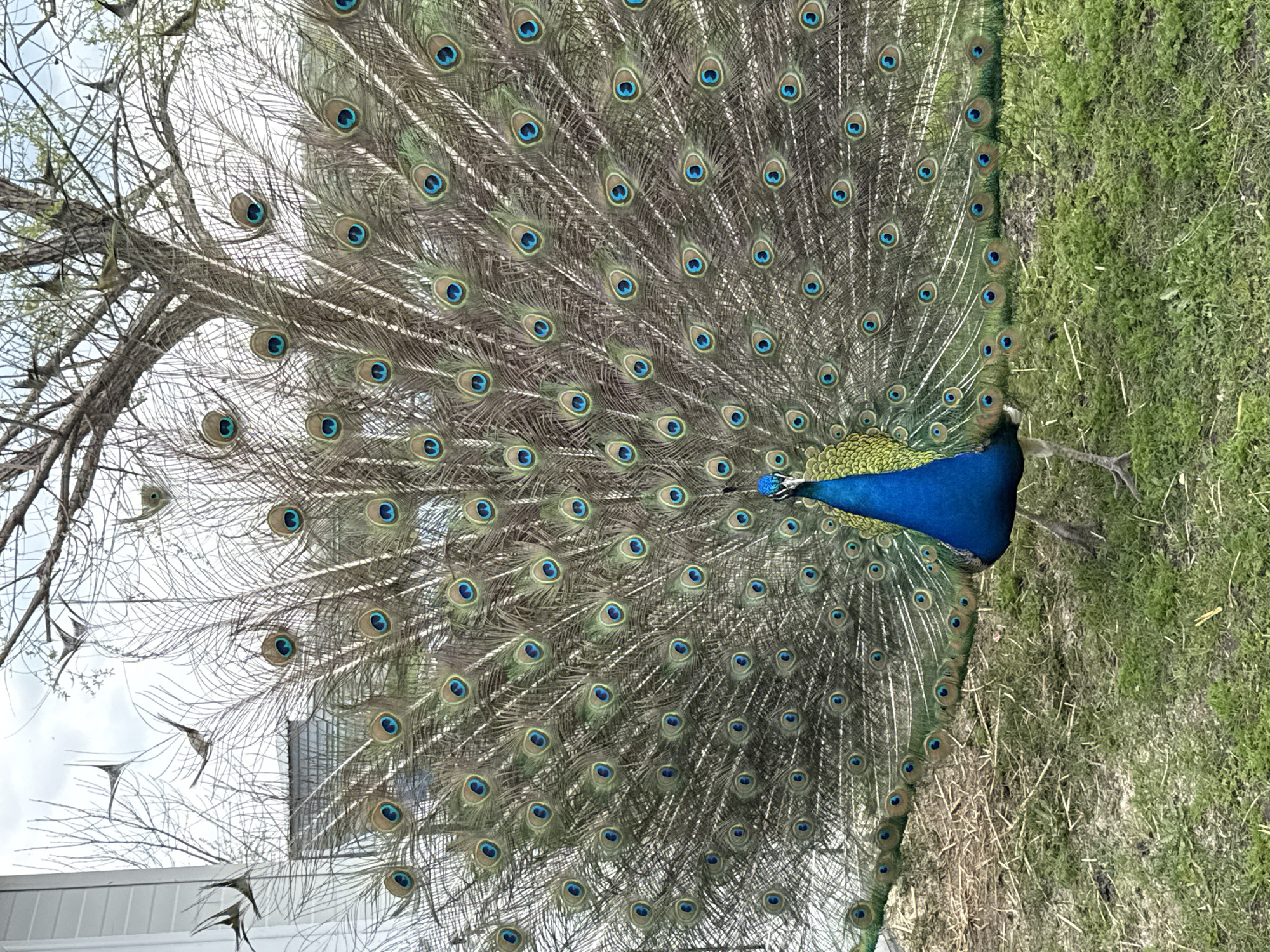 The image depicts a peacock displaying its tail feathers. The bird's iridescent blue neck and body contrast with the elaborate fan of feathers adorned with eye-like patterns. The peacock stands on a patch of green grass, and in the background, a tree with bare branches is visible. A white building is partially obscured by the feathers. The location is Burgas, Bulgaria.