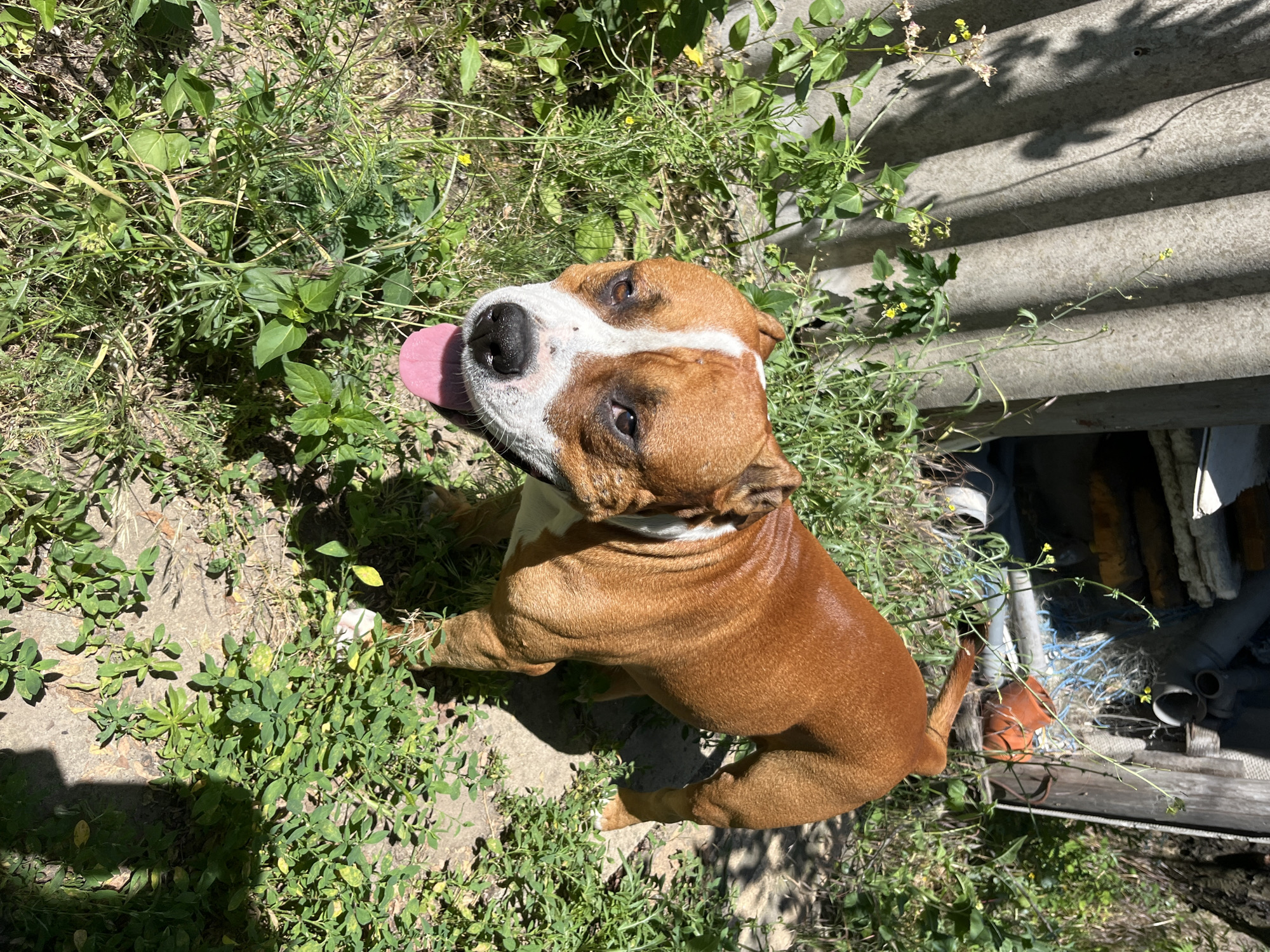 A medium shot photo shows a brown pit bull mix dog standing in an overgrown, sunny yard. The dog is facing the camera with its tongue out. To the left of the dog is a corrugated metal wall. Behind the dog is a wooden shed with various objects piled around it, including fishing nets and an orange object. The ground is covered in dirt, grass, and weeds. The photo was taken in Dnipro, Ukraine.