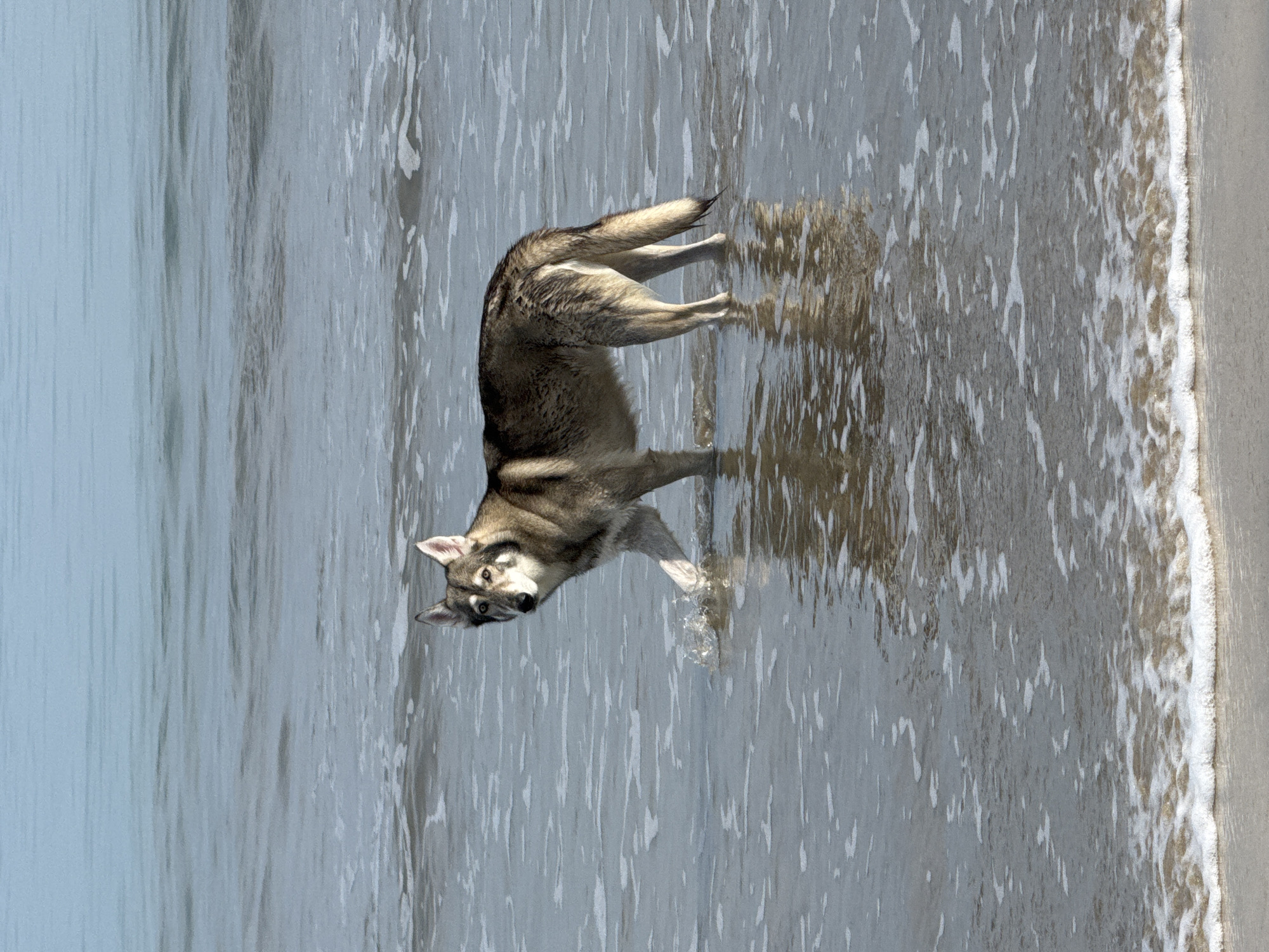 A medium-sized dog with gray and brown fur stands in shallow water near the shoreline. The water is slightly rippled, and the sand is light in color. This scene appears to be on a beach, possibly in Jimbaran, Indonesia. The dog is looking directly at the camera.