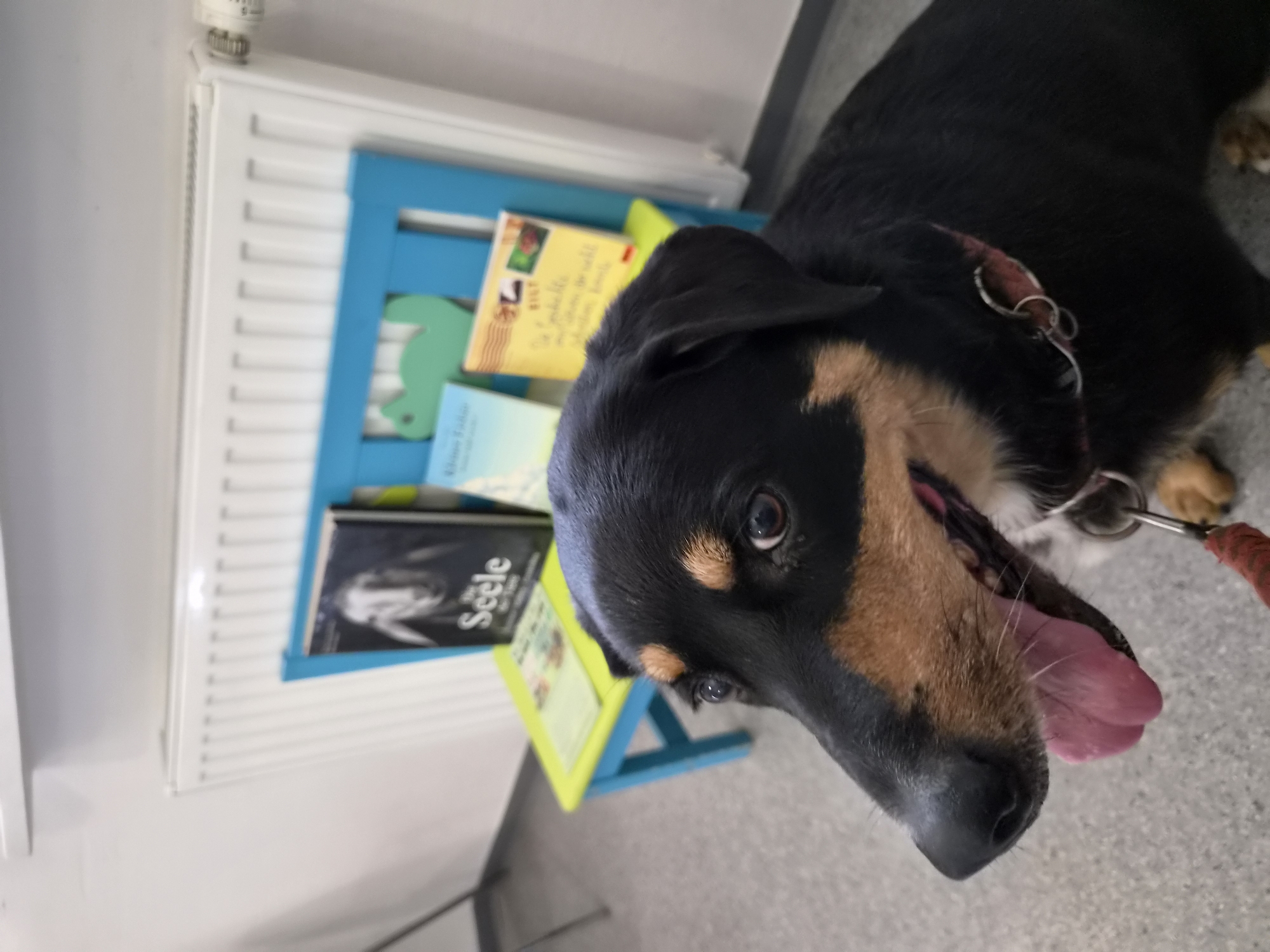 In Schiffdorf, Germany, a close-up shot captures a dog's face in the foreground, with its tongue lolling out and a pink collar visible. Behind the dog, a small, brightly colored wooden bench is situated in front of a white radiator. On the bench, three books are displayed. The book on the left has a black cover with a white illustration of a sheep and the German word "Seele" (Soul). The middle book is light blue with text, and the rightmost book is yellow with German text and a red, green, and black design. A blue cutout of a dinosaur is attached to the back of the bench. The environment appears to be an indoor space, likely a waiting area or a room with a radiator.