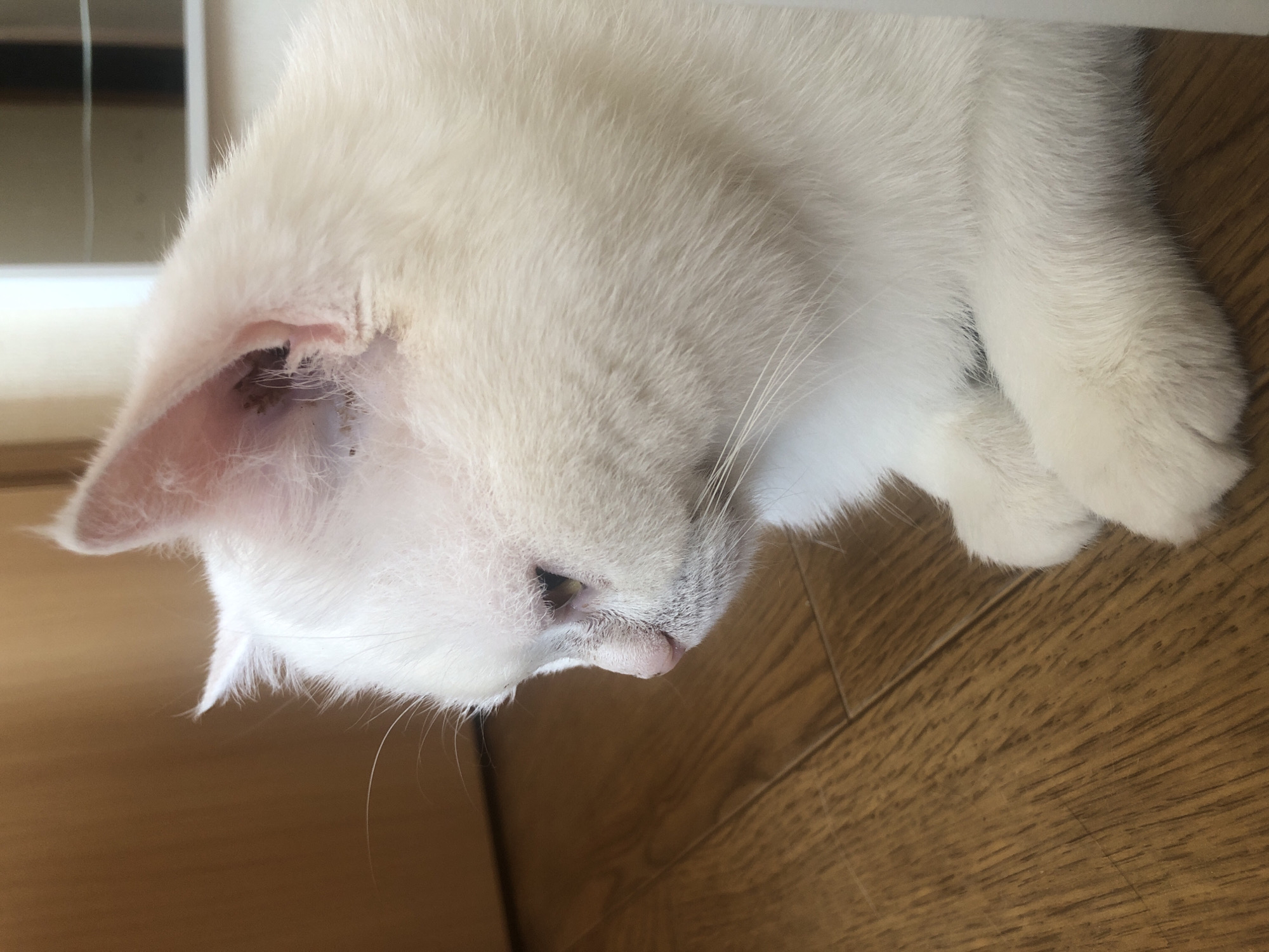 A white cat is lying down on a wooden floor. The cat is facing to the left, and its head is tilted downwards. The cat's eyes are closed. The cat's fur is long and fluffy. The background is a blurred image of a room. The lighting in the image is soft and natural.