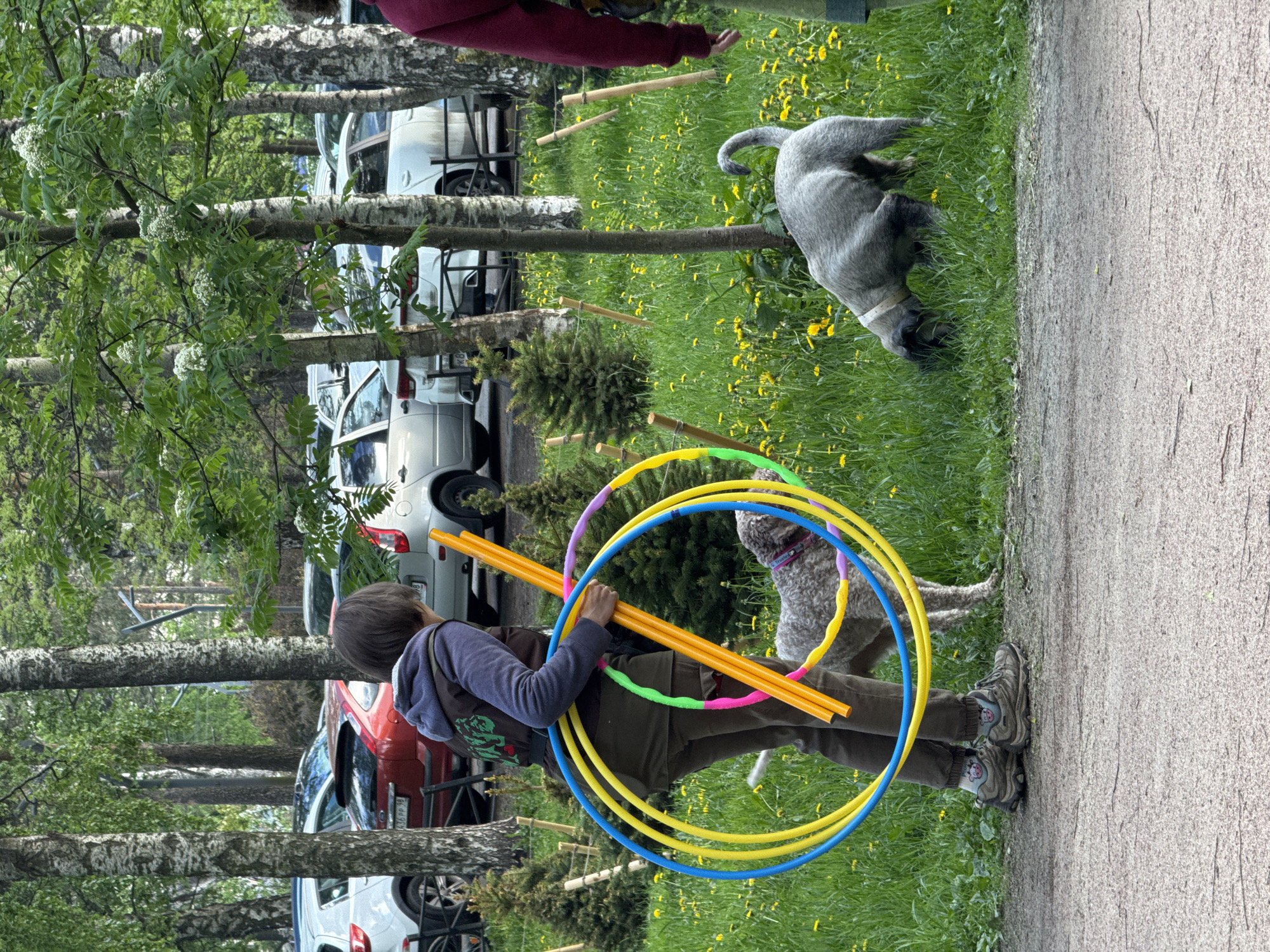A sideways outdoor shot captures a scene in what appears to be a park or grassy area of the city of Unknown, Russia. A person, likely a child, stands holding several colorful hula hoops and yellow poles, the shapes of the hoops contrasting with the straight lines of the poles. Two dogs are nearby, one gray and sniffing the ground, and another with curly fur standing near the hula hoops. In the background, cars are parked alongside a road or parking area, and trees frame the scene. The image seems to depict a candid moment of outdoor activity.