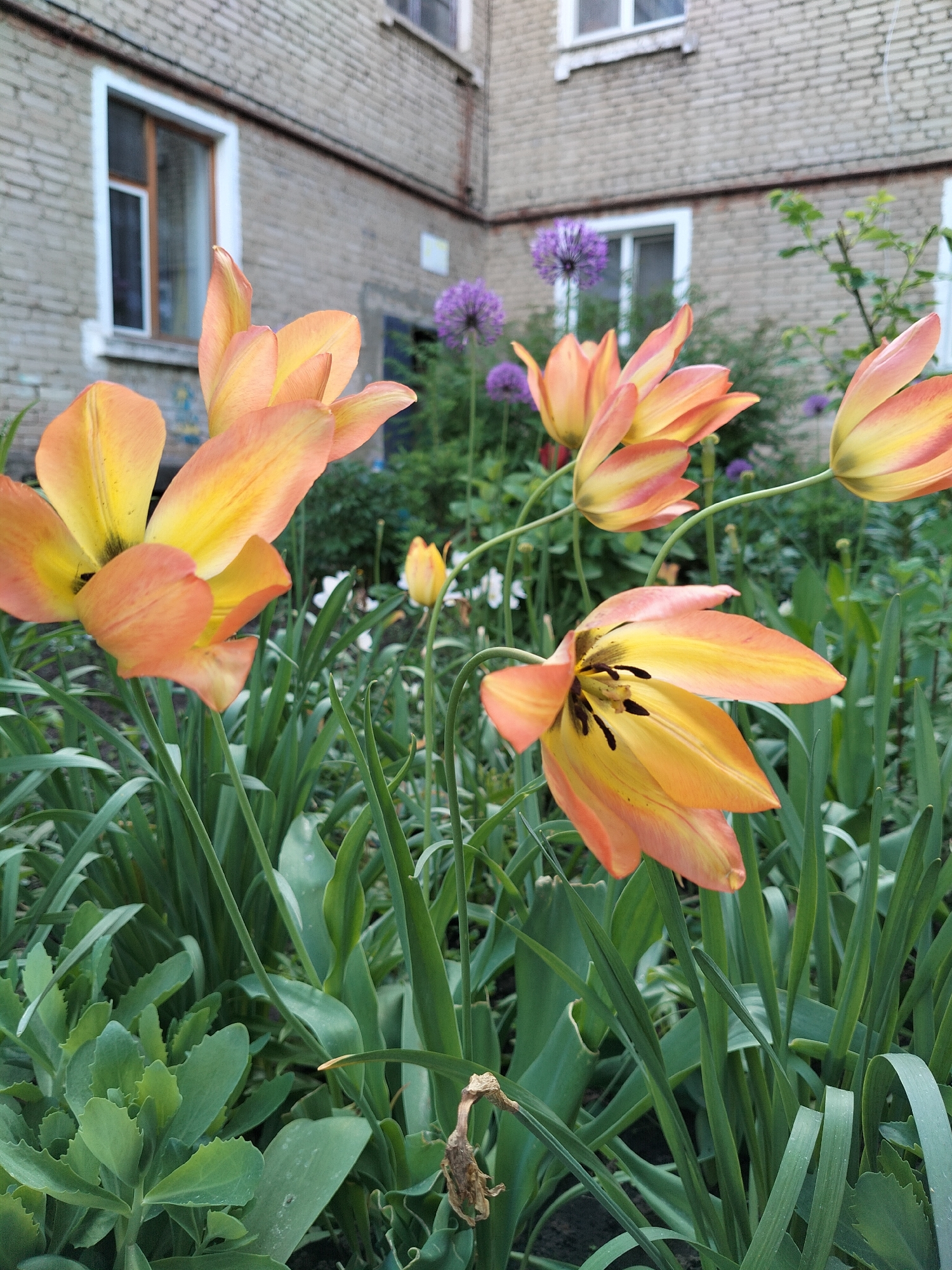 The image shows a garden with orange and yellow tulips in the foreground. Behind the tulips, there is a variety of other plants, including purple allium flowers. The background features a multi-story brick building with windows. The location is an urban environment, potentially a garden area in front of an apartment or office building in the city of Unknown, Unknown.