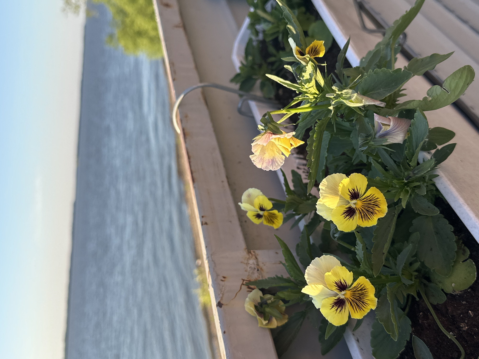 In the city of Voronezhskoye-2, Russia, a planter box sits on a balcony overlooking a large body of water, possibly a lake or reservoir. The planter is filled with several yellow and purple pansies in bloom, with green foliage. The water stretches to the horizon, meeting a clear blue sky. A white railing separates the planter from the water's edge. Sunlight illuminates the scene, highlighting the vibrant colors of the flowers and the ripples on the water. There are no people visible in the image.