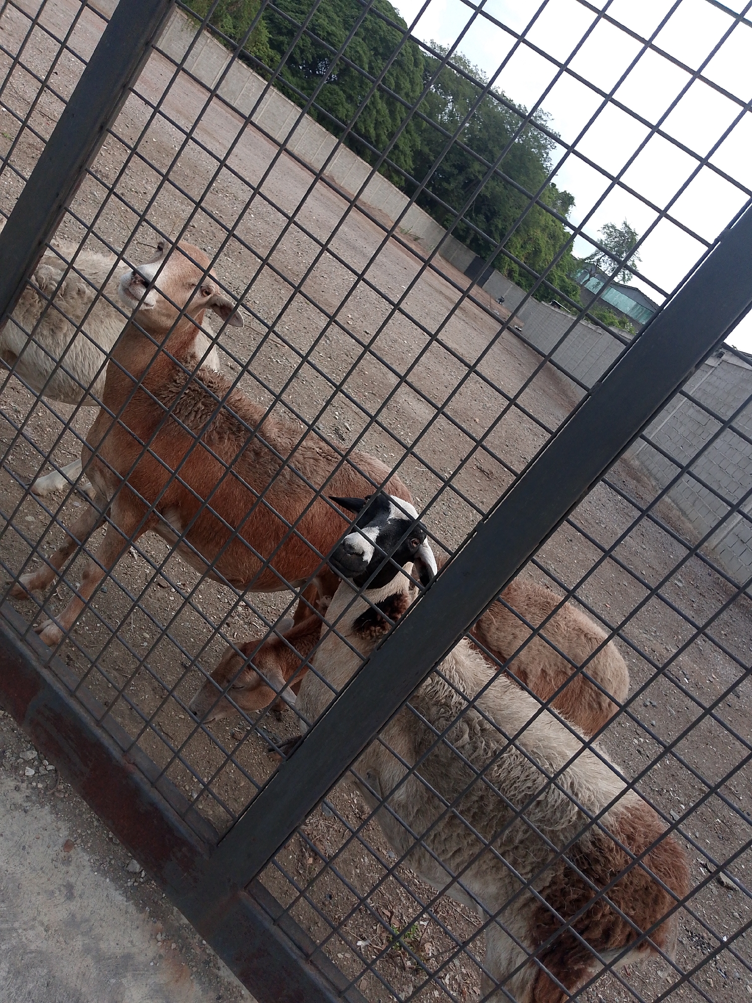 The image shows three sheep inside a caged enclosure. The sheep have brown, white, and black fur. The enclosure appears to be outdoors with a dirt floor. Trees and a building are visible in the background. The image was taken through the metal bars of the cage. The location is Cúa, Venezuela.
