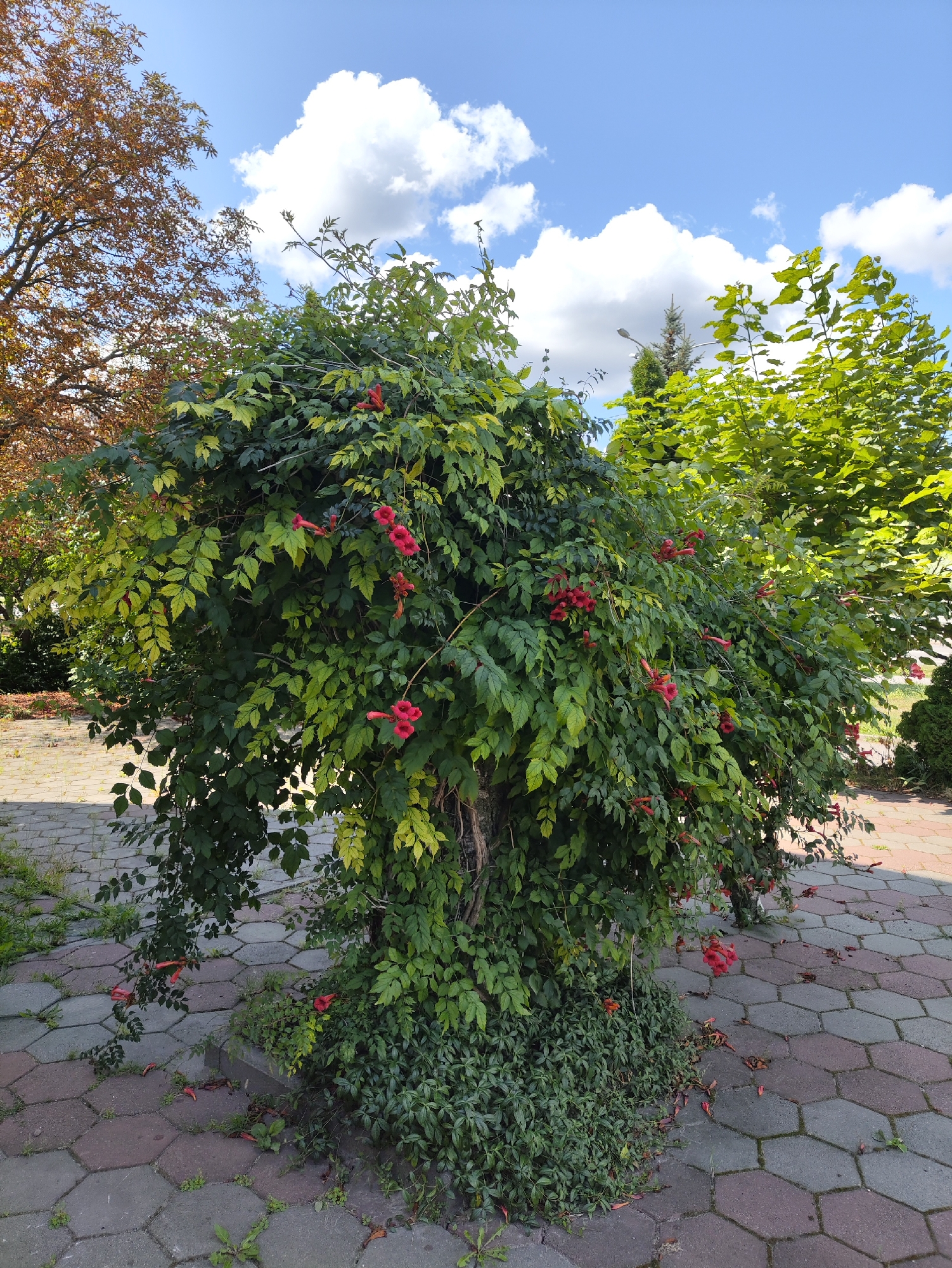 A large, bushy green plant with trumpet-shaped red flowers is in the center of the frame, situated on a paved area made of hexagonal bricks in shades of gray and reddish-brown. The plant has dense foliage with some leaves showing signs of yellowing. Several red flowers are visible, some clustered together, others more spread out. The ground around the base of the plant is covered in smaller green vegetation and some fallen leaves and petals.
To the left of the main plant, a tree with brown and orange leaves suggests an autumnal setting or a tree species that changes color. Behind the main plant, a tree with bright green leaves stands out against a bright blue sky with scattered white clouds. A street lamp is visible in the background, between the main plant and the bright green tree.
The paving stones extend out of frame, suggesting a walkway or a public area. The lighting indicates it is daytime, likely under direct sunlight, casting some shadows.
Given the context of Kharkiv, Ukraine, this scene depicts a streetscape or park environment, likely during late summer or early autumn, given the presence of both green and changing leaves on trees. The hexagonal brick paving is a common design in European urban areas. The overall impression is a vibrant, natural scene within a developed urban setting.