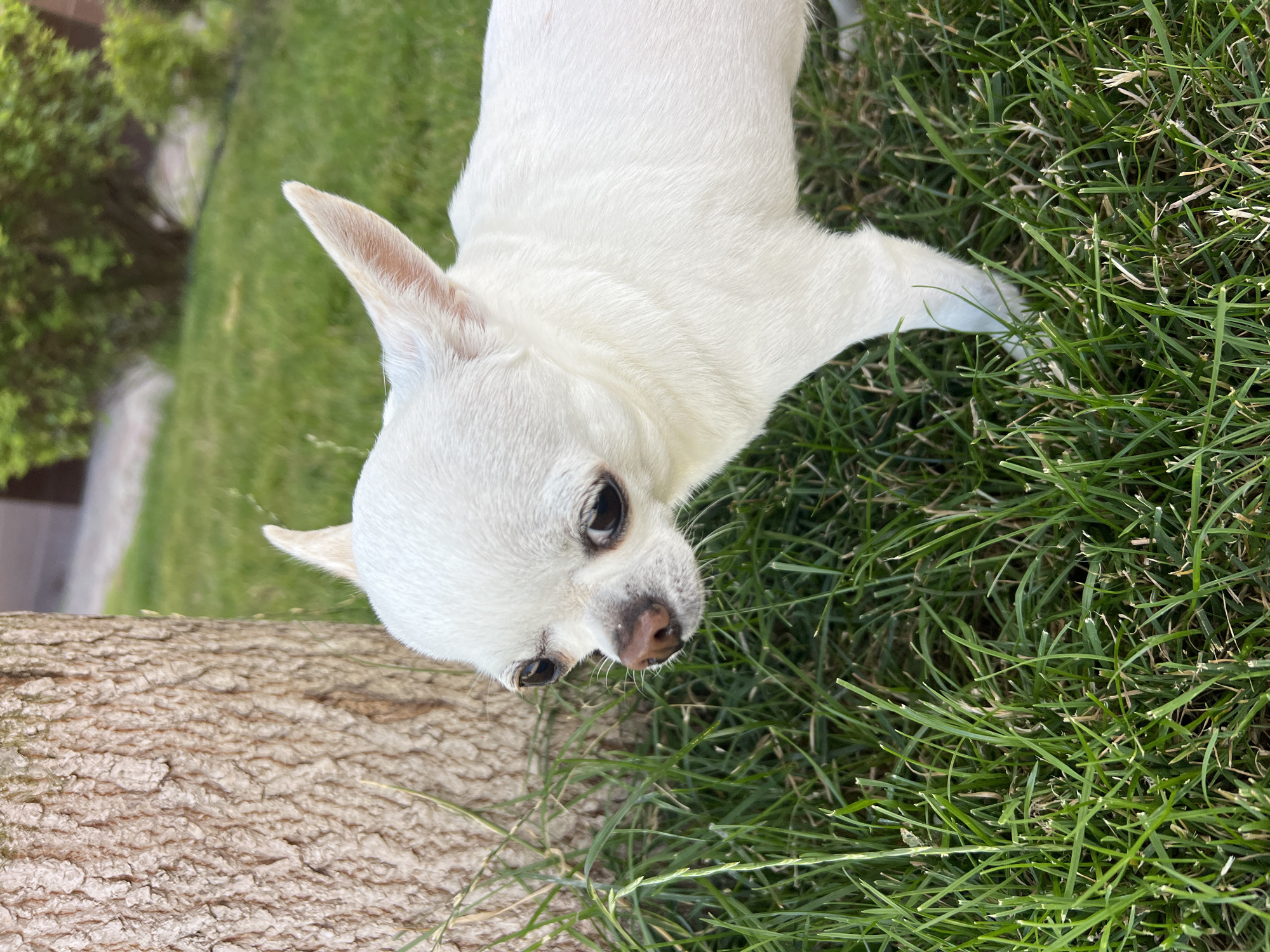 A small, white Chihuahua dog stands next to a tree trunk in a grassy area. The dog is looking to its left, with its ears perked up. The grass is green and appears to be well-maintained. In the background, there is a blurry view of a building and trees. The lighting suggests it is daytime. The location is specified as Kryzhanivka, Ukraine.