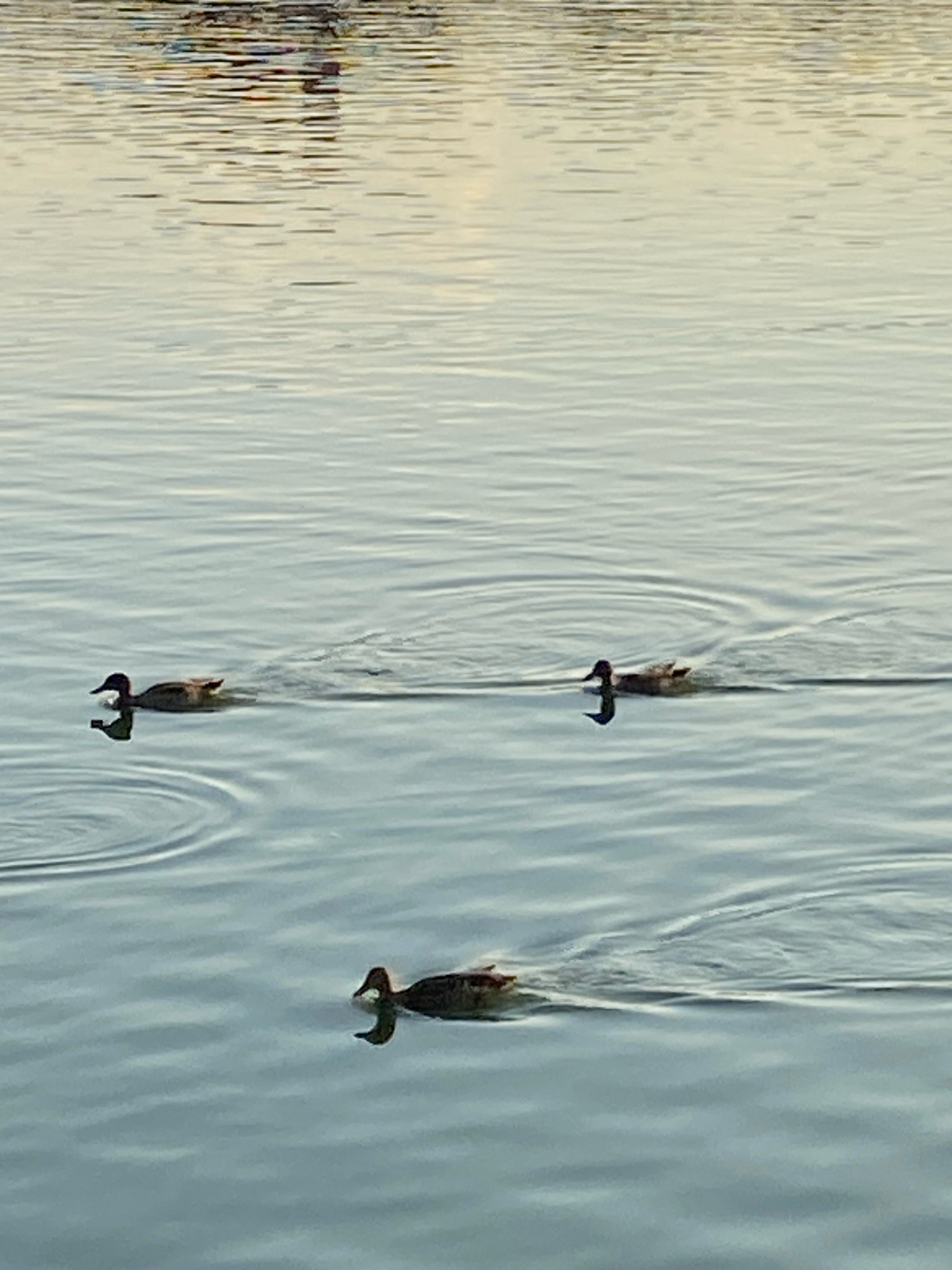 Three ducks swim in a calm body of water. The ducks are dark brown and appear to be facing left. The water has gentle ripples. In the distance, the reflection of what appears to be buildings and trees can be seen on the water's surface. The scene is likely a lake or a river within the city of Vinnytsia, Ukraine.