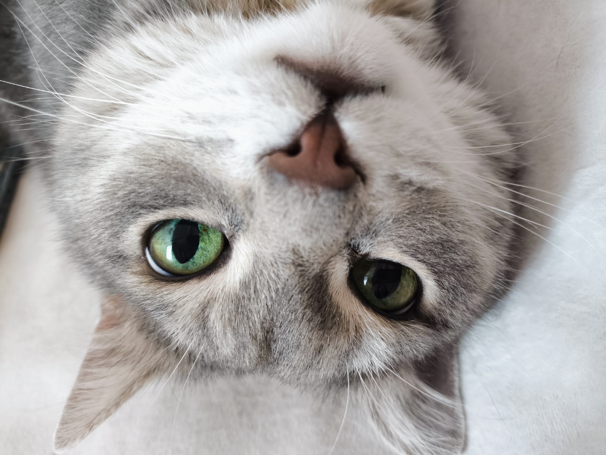 An extreme close-up, overhead shot of a domestic cat's face, positioned upside down, focuses on its eyes and nose. The cat has striking green eyes with dark pupils and light grey fur with subtle darker grey tabby markings around its face. Its nose is a soft pinkish-brown. The background appears to be a soft, light-colored surface, possibly a blanket or pillow. The lighting is bright and even, illuminating the cat's features.