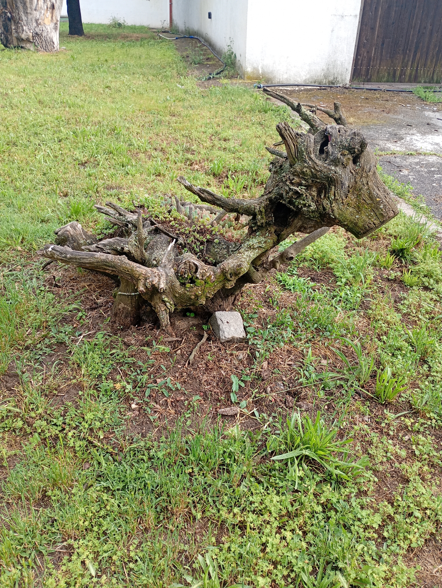 The image shows a weathered tree stump in a grassy area in Yambol, Bulgaria. The stump appears to be shaped vaguely like a dragon's head. A small concrete block is visible near the base of the stump. The surrounding grass is interspersed with bare soil patches. In the background, parts of a building and a wooden gate are visible.