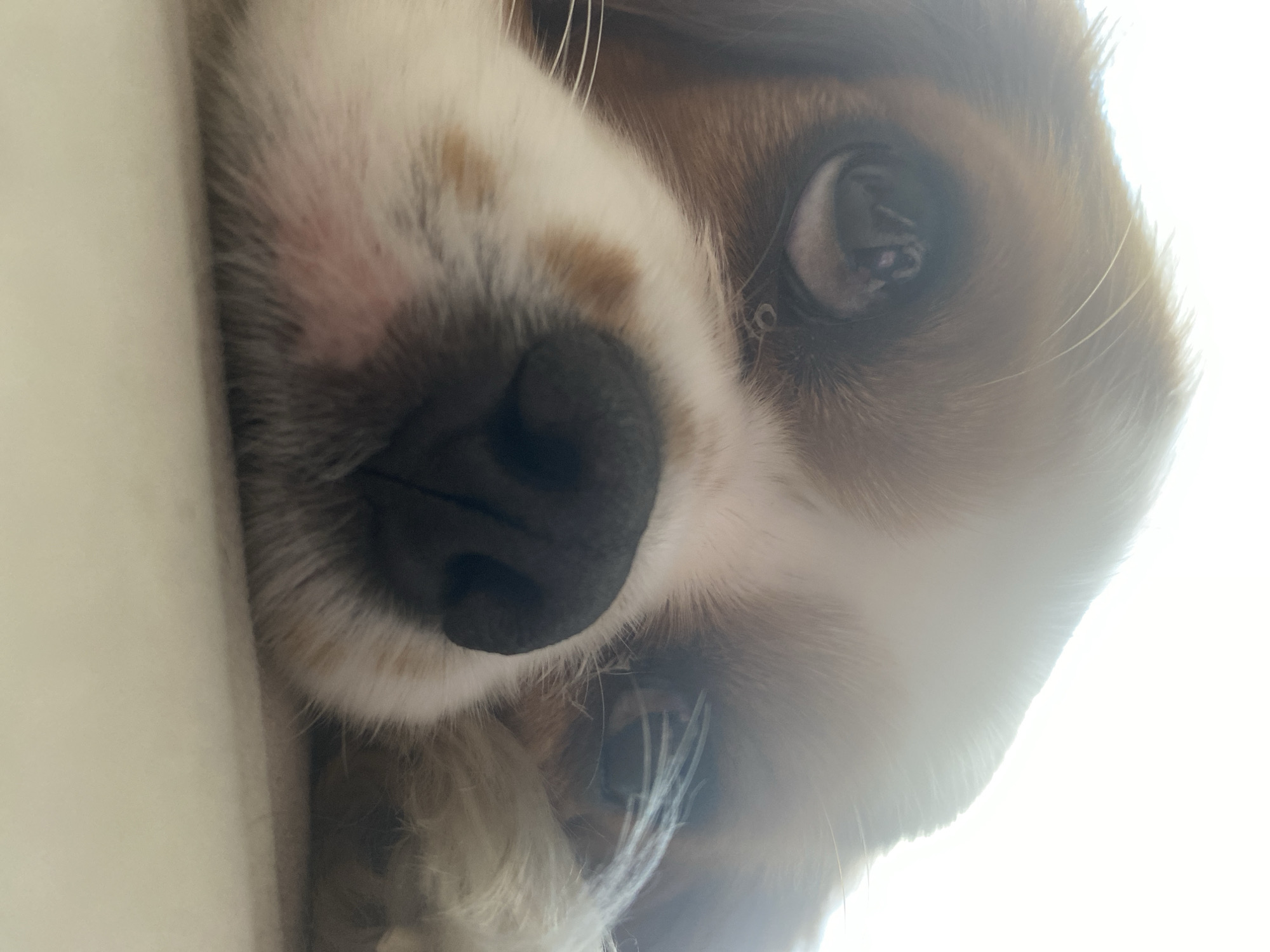 A close-up, eye-level, low-angle shot captures a dog's face with its head resting on a flat, pale surface. The dog has large, dark eyes with reflections of light and a black nose. Its fur is a mix of brown, white, and tan. The background is an out-of-focus, bright white area. The image appears to be taken indoors in natural light.
