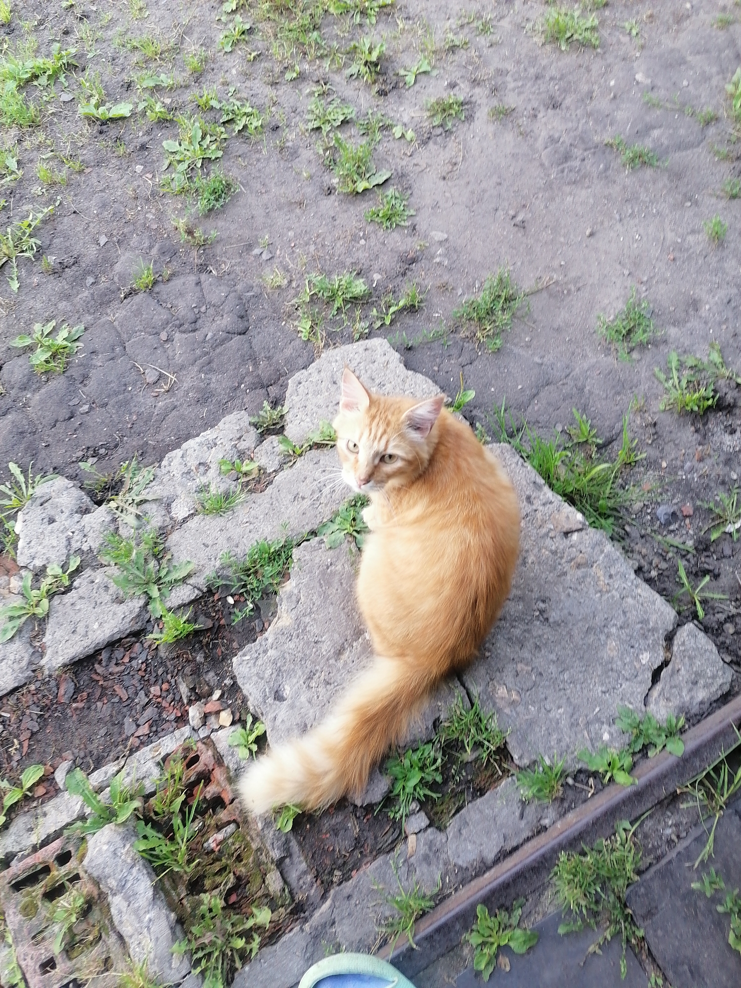 A ginger cat is sitting on concrete slabs in an outdoor area that appears to be cracked pavement with patches of grass growing through. The cat is looking towards the viewer. The background consists of dirt and more sparse vegetation. The scene is consistent with an urban or suburban environment in Большие Ремезёнки, Russia.