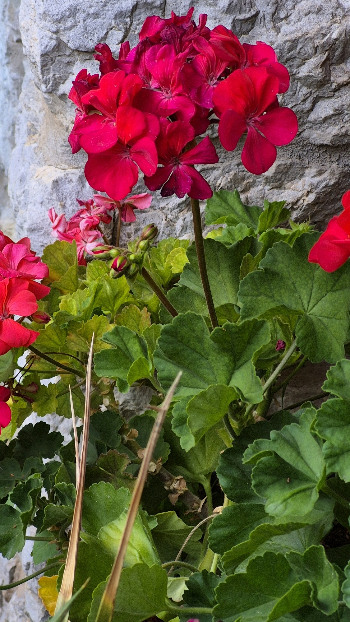 A cluster of bright red-pink geranium flowers is in full bloom against a textured gray stone wall. The flowers are tightly packed, with some petals appearing slightly wilted. Lush green leaves with serrated edges surround the blossoms, some in the foreground and some peeking out from behind. A few thin, dried grass stalks are also visible amongst the foliage. The lighting suggests it might be daytime, with the stone wall creating a rough, natural backdrop for the vibrant flowers. The scene appears to be outdoors.