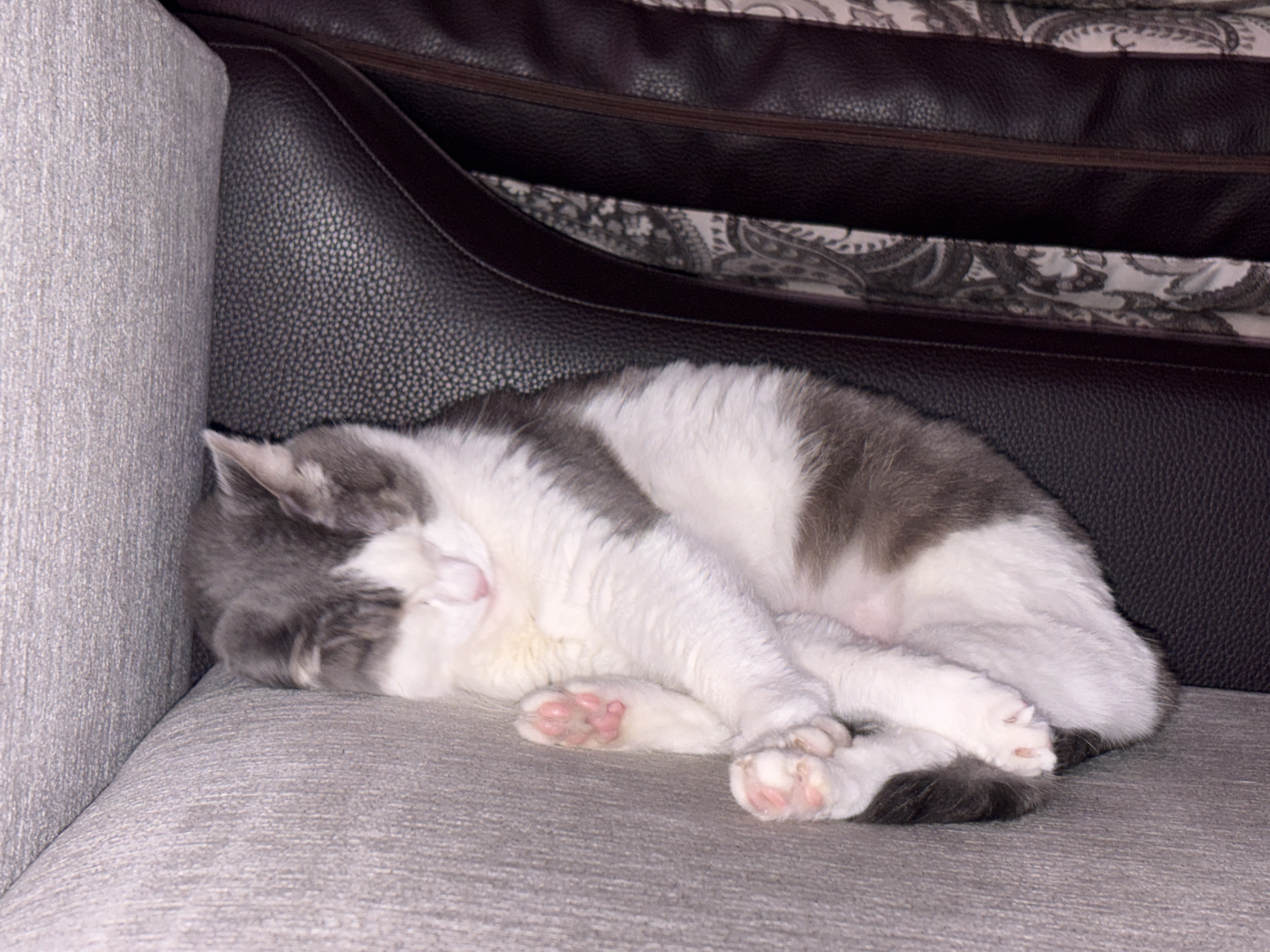 A gray and white cat is curled up asleep on a gray upholstered surface that appears to be the seat of a sofa or armchair. The cat's paws, showing pink paw pads, are tucked in close to its body. The back of the sofa is dark brown and textured, with patterned fabric partially visible behind it. The location is not identifiable as being in Ust-Ilimsk, Russia based on the visual information provided.