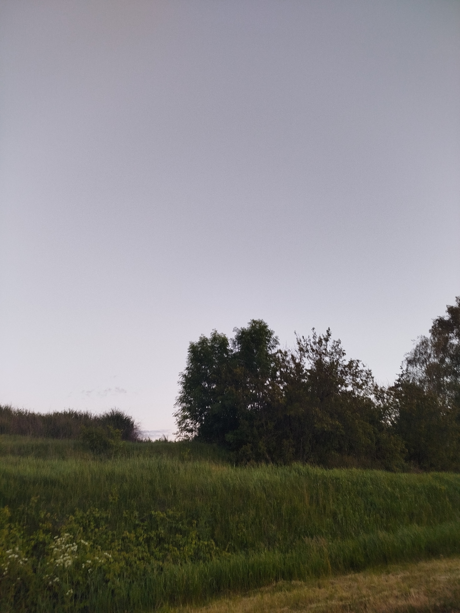 The image captures a serene landscape dominated by a vast sky and a lush green foreground. The upper portion of the frame is filled with a uniform, soft greyish-white sky, hinting at twilight or an overcast day. A very faint, wispy cloud formation is subtly visible just above the distant treeline in the center-left.
A dense line of dark green trees and bushes forms the horizon, separating the sky from the ground. The foliage is thick, with individual tree shapes discernible, some appearing taller and more distinct, while others form a continuous hedge-like barrier. The trees are heavily shadowed, consistent with the low light conditions.
The lower half of the image consists of a vibrant field of tall, uncultivated grass. The grass varies in shades of green, with darker, more shadowed areas towards the bottom and lighter patches where it might catch more light or be a different type of plant. In the lower left foreground, scattered clusters of small white wildflowers are visible amongst the tall grass, adding a touch of detail. Towards the bottom right, there's a strip of drier, yellowish-brown grass, possibly indicating a path or a different type of terrain leading away from the lush field.
No people or animals are present, and there is no discernible activity taking place. The overall impression is one of quiet natural beauty, likely at dusk or dawn given the soft, diffused light and lack of direct sunlight. No visible text is present in the image.