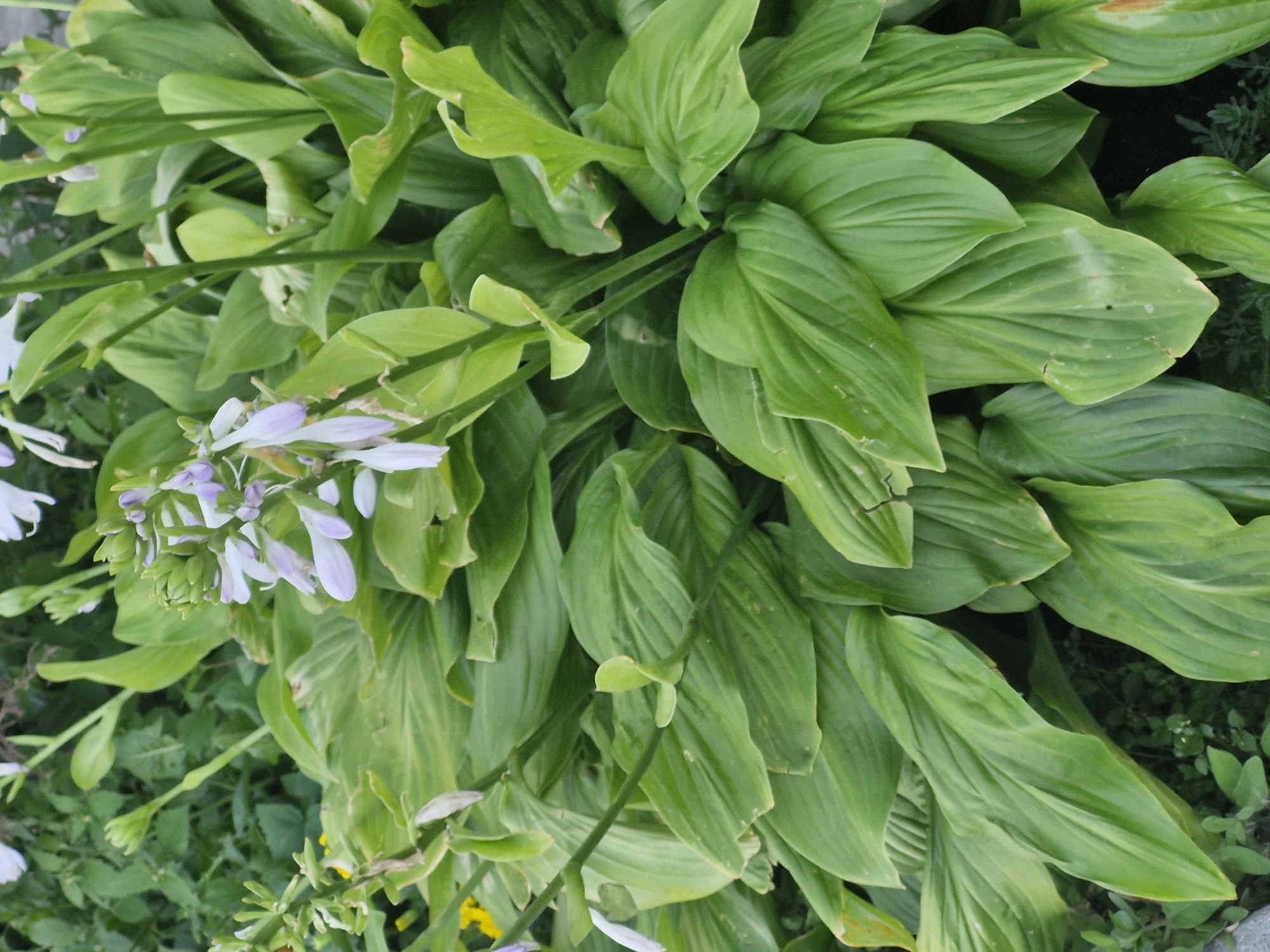 The image shows a close-up view of a hosta plant with large, green leaves and delicate, light purple flowers. The plant is lush and healthy, with many leaves and several flower stalks extending upwards. The lighting suggests it is daytime, and the background is filled with more greenery, indicating an outdoor garden setting. There are no people or animals visible in the image. The location is not specified within the image itself, and there is no information to suggest it is in Kokshetau, Kazakhstan.