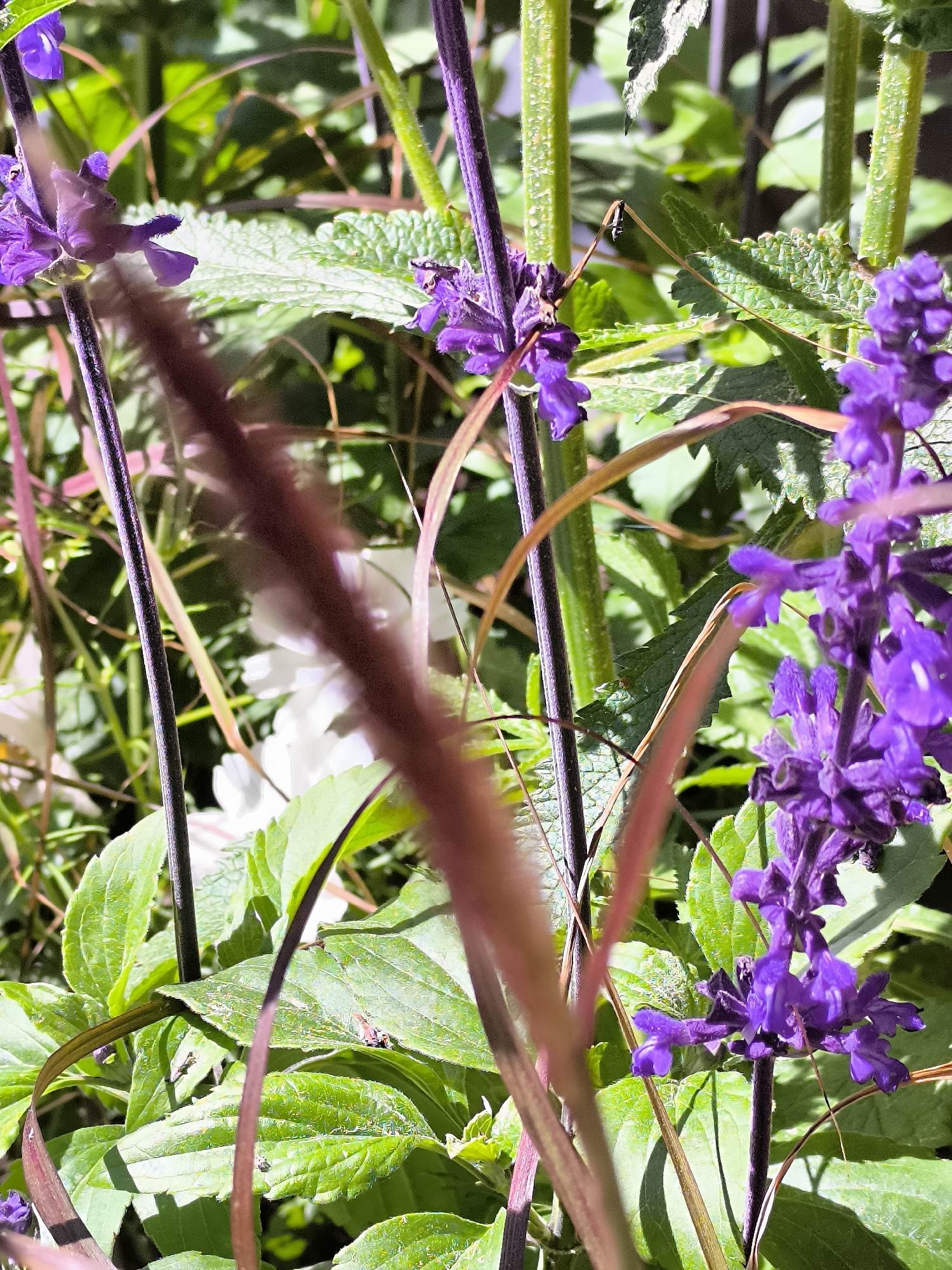 A close-up, eye-level shot captures a cluster of vibrant purple flowers, likely sage, in the foreground. The blooms are tightly packed on vertical stems, with individual florets showing intricate details. Surrounding the flowers are lush green leaves, some with a textured surface. In the background, partially obscured, are white flowers, suggesting a mixed garden setting. The overall impression is one of natural beauty, with sunlight dappling through the foliage, creating highlights and shadows. The image is devoid of any human presence or identifiable landmarks within the city of Neringa, Lithuania.