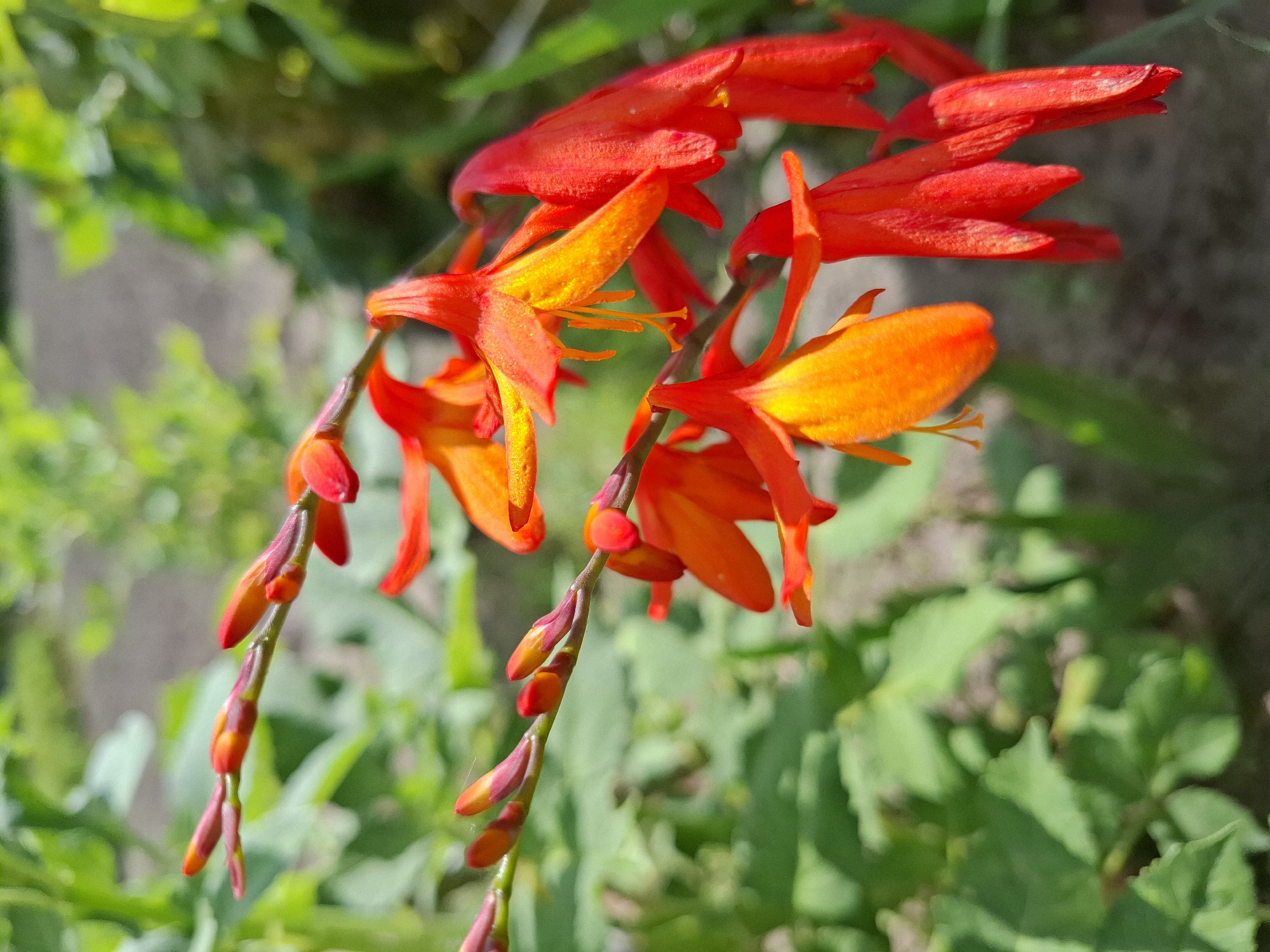 In an outdoor setting, a close-up shot captures a cluster of vibrant orange and red flowers with delicate trumpet-shaped blooms. The flowers are on a green stem, with several buds also visible. The background consists of out-of-focus green foliage and some ground, suggesting a garden or park. The lighting indicates it is daytime, with natural sunlight illuminating the scene. No people or animals are present. The location provided, Romantik, Russia, is noted.