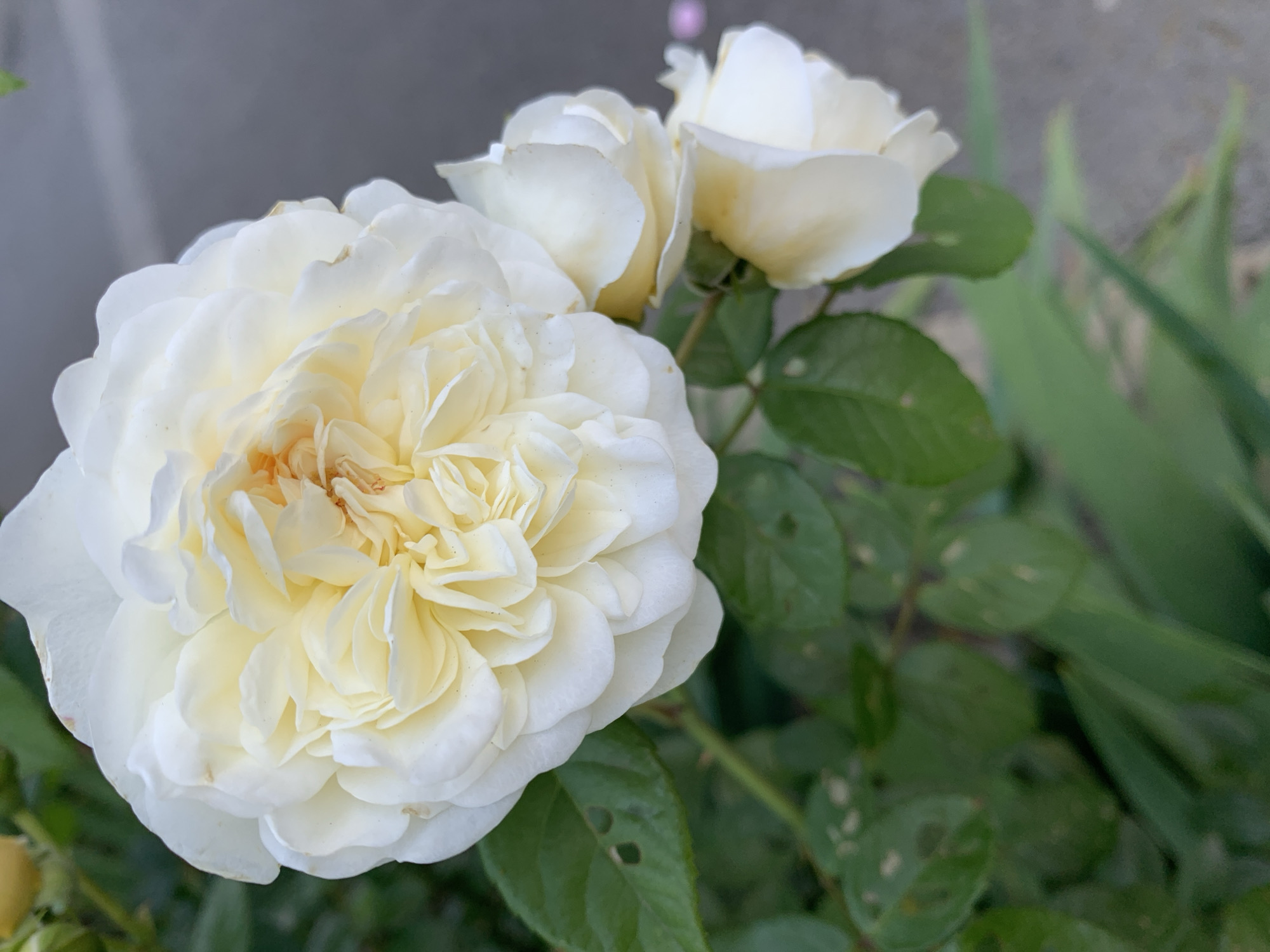 This is a close-up, eye-level, outdoor shot of several pale yellow roses in bloom. The rose in the foreground is large and fully opened, with many ruffled petals that transition from creamy white on the outer edges to a soft yellow at the center. Tiny brown specks are visible on some of the petals. Behind it, two other roses are visible, one more fully bloomed and another partially closed, both also pale yellow. The roses are surrounded by green leaves, some of which have small holes in them, suggesting insect activity. The background is a blurry mix of gray and green, with hints of lighter shapes that might be other plants or structures. The lighting appears soft, suggesting it might be a cloudy day or early morning/late afternoon. No people or text are visible.