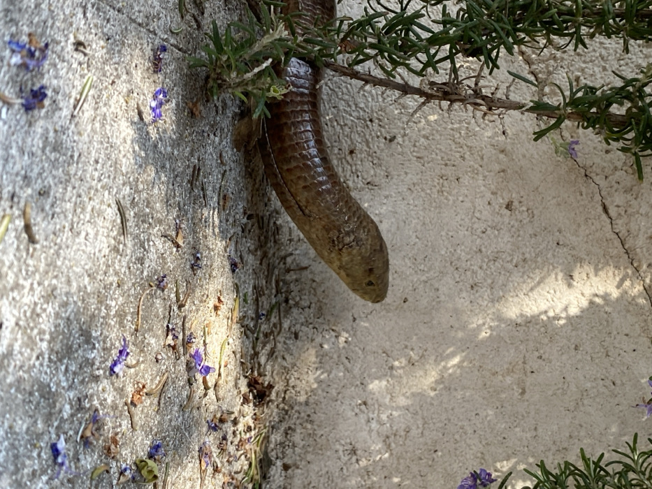 A legless lizard, characterized by its elongated, segmented, brownish-bronze body and distinct head, is positioned on a light grey concrete surface in Vrijesno, Montenegro. The lizard's head is slightly elevated and oriented towards the right side of the frame, with its anterior body partially obscured by a dense green rosemary shrub situated on the left. The concrete ground is scattered with small, fallen purple flowers, dried plant matter, and twigs. In the background, a light-colored, stucco-textured concrete wall displays a visible crack in the upper left. The scene is illuminated by direct sunlight, casting distinct shadows on both the wall and the ground. No people are visible.