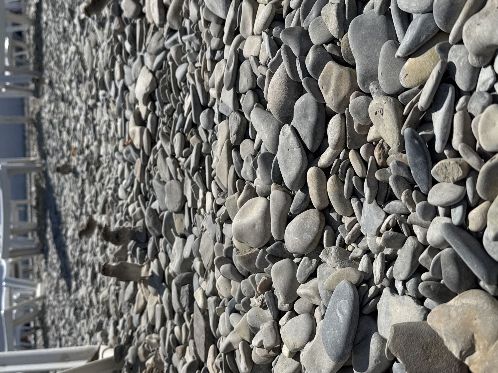 The image depicts a close-up, low-angle view of a pebble beach in Gelendzhik, Russia. The foreground is dominated by a dense scattering of smooth, grey and beige pebbles of varying sizes. Several sparrows are visible amongst the pebbles. In the middle ground, more sparrows are scattered across the beach, and in the background, white lounge chairs and umbrellas suggest a resort or public beach area. The lighting indicates a sunny day.