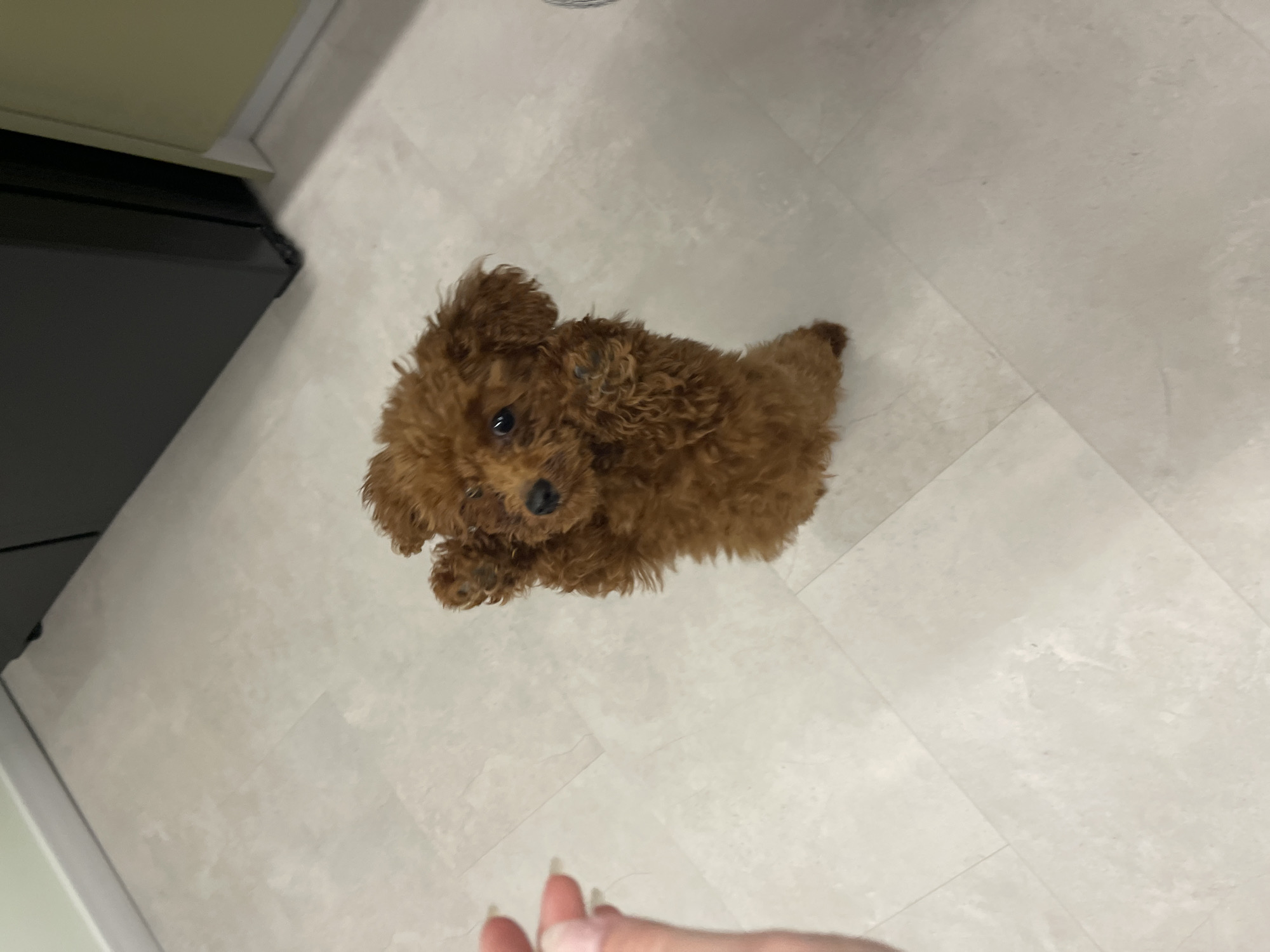 A small, fluffy brown dog, likely a poodle or a similar curly-haired breed, is the central focus of this indoor photograph. The dog is positioned in the upper-middle section of the frame, its body angled as it sits or lies on a light-colored, possibly off-white or light grey, tiled floor with visible grout lines. Its fur is a rich reddish-brown, and its dark, round eyes are looking directly upwards and slightly towards the viewer, conveying an alert and gentle expression. A small, dark nose and mouth are also visible. The dog's front paws are close together, resting on the floor.
In the bottom-left corner of the image, a dark, rectangular object, possibly a kitchen appliance or a lower cabinet, is partially visible. Above this dark object, a lighter-colored surface, which could be a counter or the base of another cabinet, extends horizontally. The remainder of the background consists of the same light-colored tiled floor, which stretches across the rest of the frame towards the right and bottom.
In the very bottom-right corner of the image, a human hand with long, light-colored fingernails is partially visible, reaching into the frame. This suggests an interaction with the dog or that the person holding the camera is also reaching out.
The photograph is taken from a high angle, looking down towards the floor. The lighting appears soft and even, suggesting indoor ambient light without harsh shadows. No text is visible in the image. The overall scene captures a sweet and engaging moment with the dog, highlighted by its direct gaze.