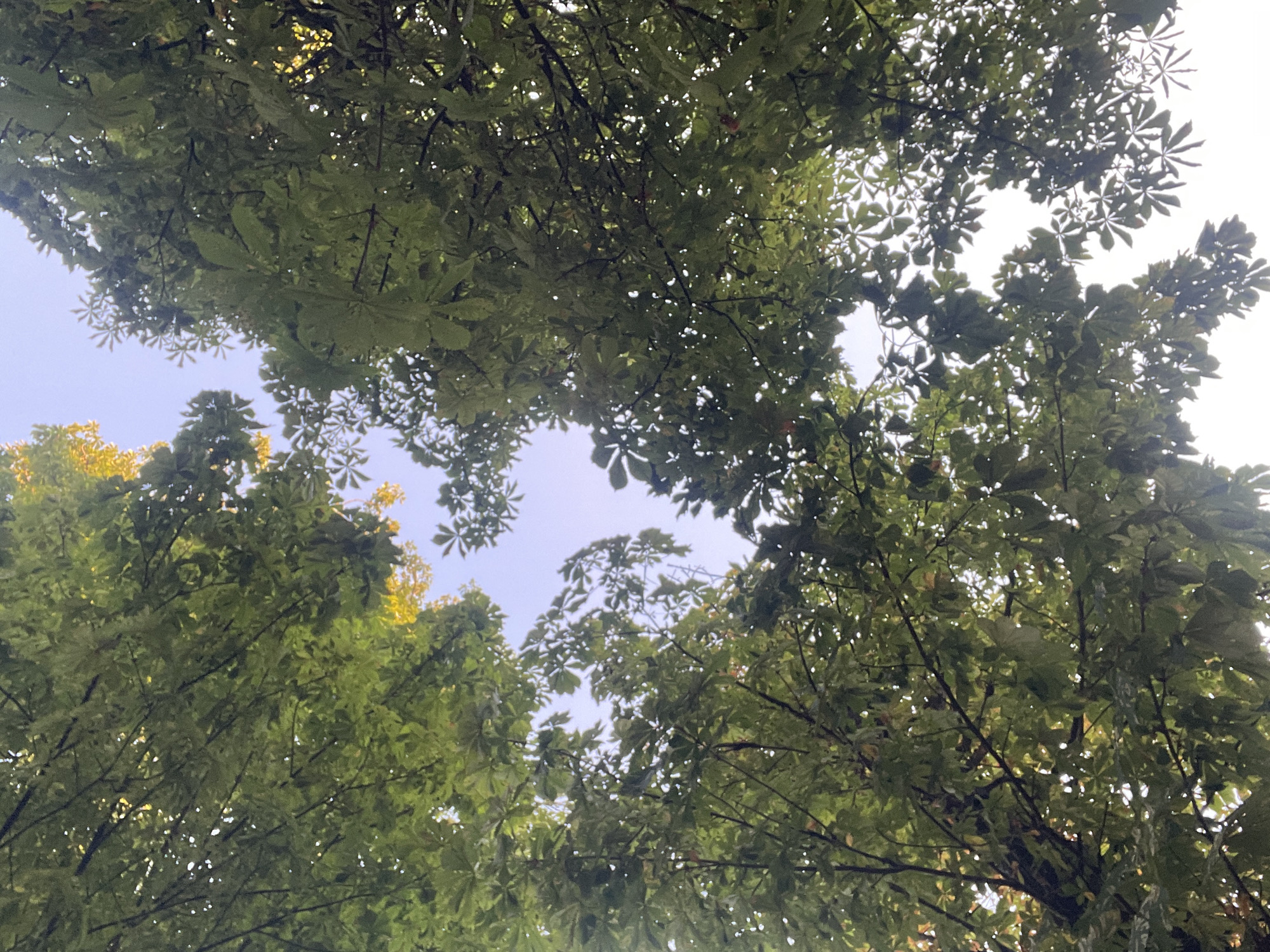 This is a low-angle, vertical, full shot of a canopy of green leaves from the perspective of someone looking up through trees. The branches and leaves are dense, with some gaps allowing a bright sky to show through. Hints of yellow foliage are visible at the top left and scattered within the green. The scene appears to be outdoors, possibly in a park or a street lined with trees, common in the city of Vienna, Austria. There are no people or visible man-made structures, suggesting a natural or semi-natural setting within the urban environment.