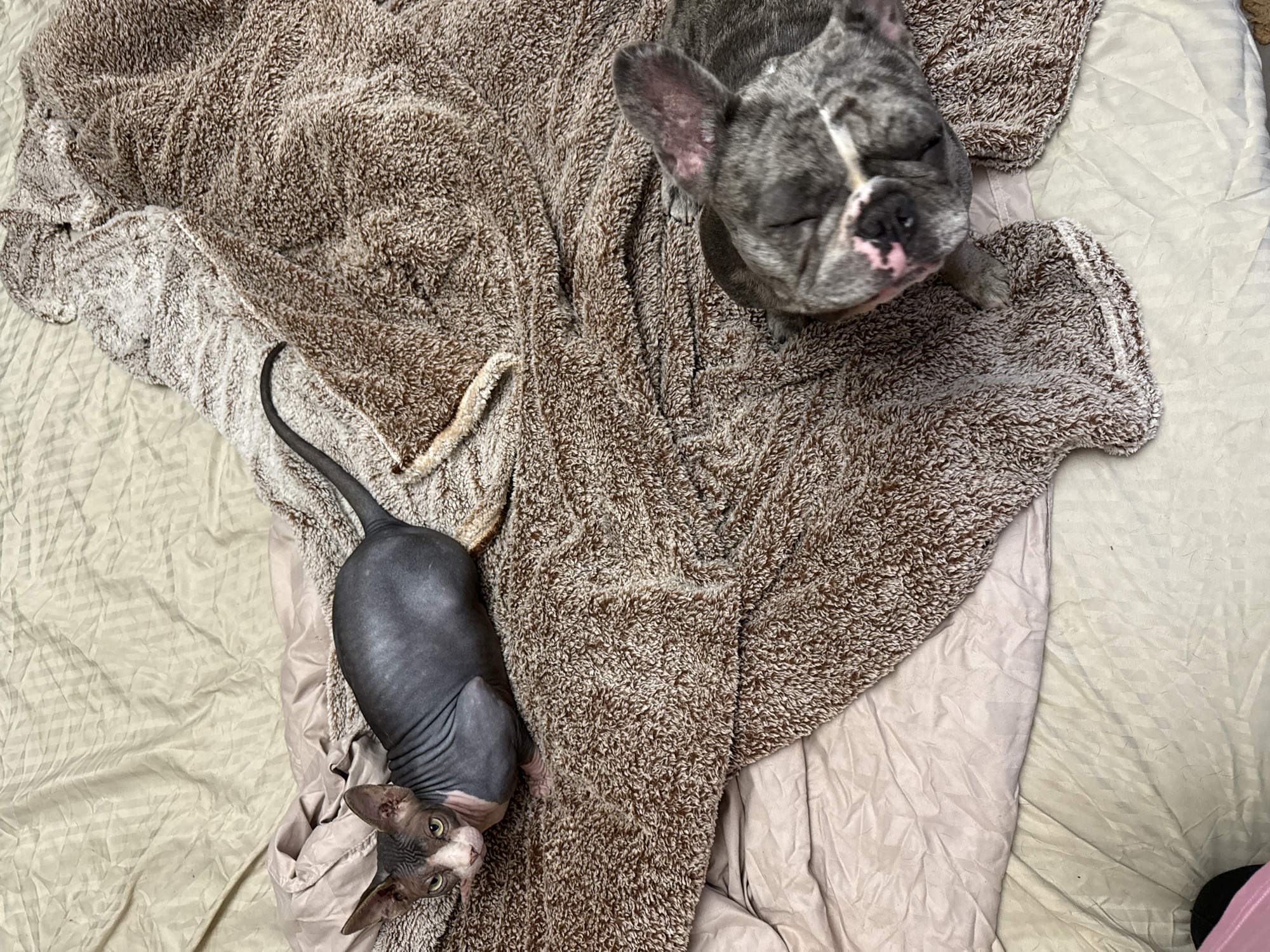 In an indoor setting in Berezyna, Ukraine, a Sphynx cat and a French Bulldog are observed on bedding. The Sphynx cat, exhibiting a grey skin tone with prominent pink facial and limb areas and green eyes, is positioned on a brown and beige textured fluffy blanket, facing directly towards the viewer. Its body is oriented horizontally across the lower-center of the frame, with its tail extending towards the upper right. To the right of the Sphynx cat, a grey brindle French Bulldog lies on the same fluffy blanket, with its head resting down and eyes closed, suggesting rest or sleep. A visible pink area is present on the French Bulldog's snout. The animals are situated on a bed or similar surface, covered by a wrinkled light beige/tan fitted sheet and a light pink/mauve flat sheet, partially covered by the fluffy brown blanket. No human presence is detected. The scene is illuminated by ambient indoor light.