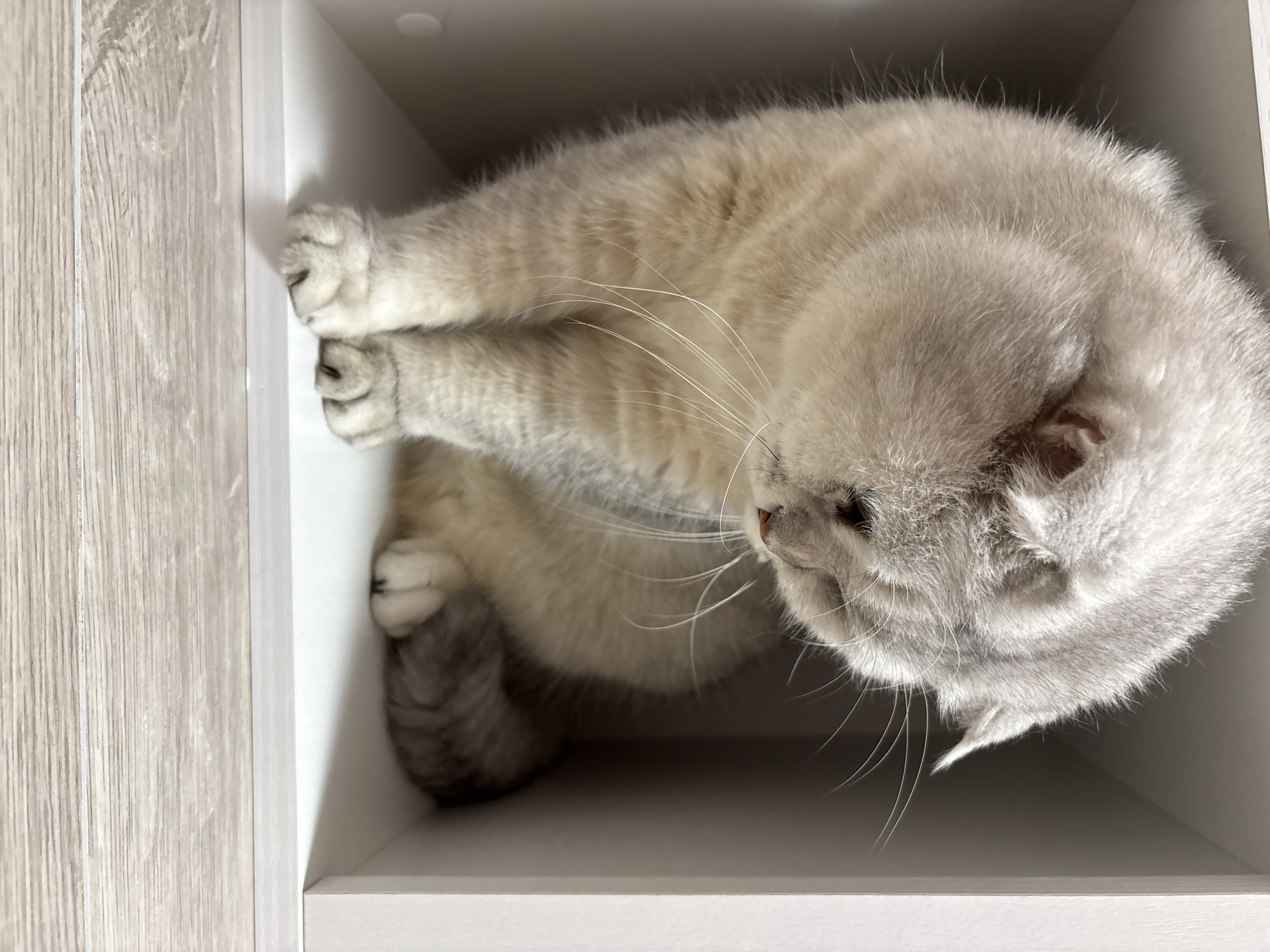A light grey Scottish Fold cat is curled up in a white shelf. The cat's fur is light grey with subtle tabby markings on its legs and tail. Its ears are folded down, characteristic of the breed. The cat is lying on its side, with its paws tucked in. Its eyes are closed, suggesting it is resting or sleeping. The shelf is simple and white, with a wooden-patterned wall visible to the left. The lighting appears to be indoor, with soft natural light casting gentle shadows. The overall scene evokes a sense of peace and comfort, highlighting the cat's relaxed state in its cozy environment. There is no visible text in the image.