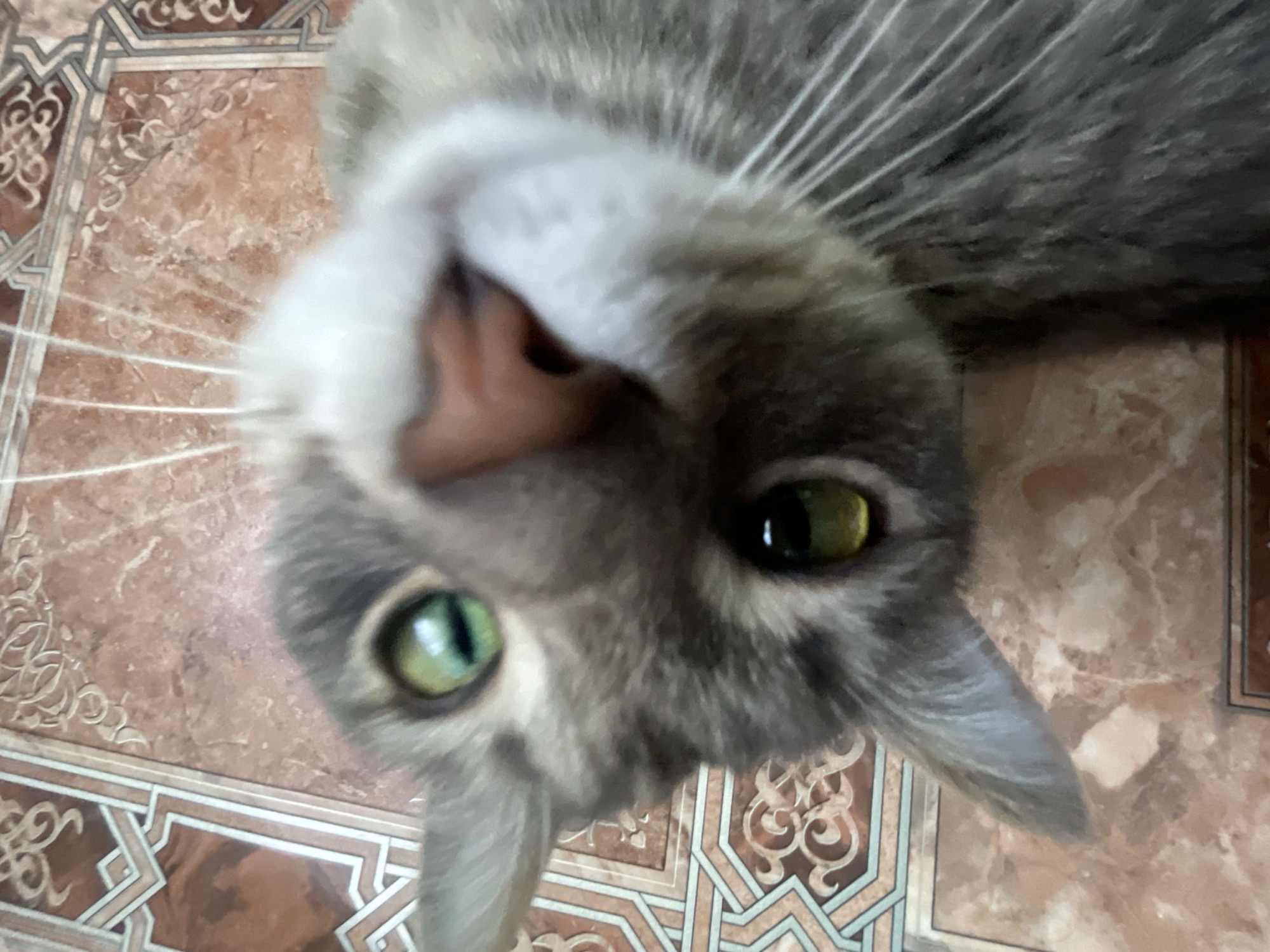 A close-up, low-angle shot shows the face of a grey tabby cat lying on a tiled floor. The cat's head is tilted, and its body is not fully visible. The cat has green eyes and a pink nose, and its whiskers are prominent. The floor is covered in brown tiles with a patterned design. The image is sharp and well-lit, with the cat's fur appearing soft and textured. The overall impression is one of a playful and curious pet.