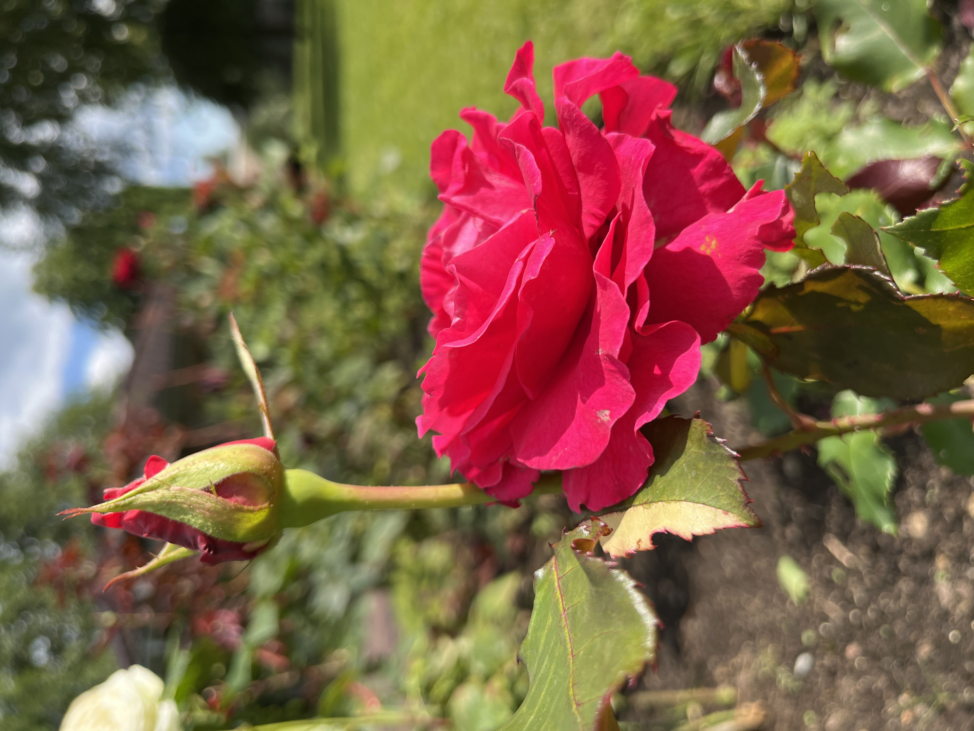 An outdoor, close-up, eye-level shot captures a vibrant, fuchsia-colored rose in full bloom in a garden setting. The rose, positioned in the lower right quadrant, displays delicate, ruffled petals with a bright pink hue. To the left of the rose, a single rosebud, tightly closed and green with hints of red, stands on a stem. The rose's leaves are a deep green, with some exhibiting subtle hints of yellowing or browning at the edges. The background is softly blurred, revealing lush green foliage and a patch of manicured grass, indicative of a well-maintained garden. The scene is illuminated by natural daylight, casting a soft glow on the subjects. The environment appears to be a park or residential garden in Кирполье, Russia.