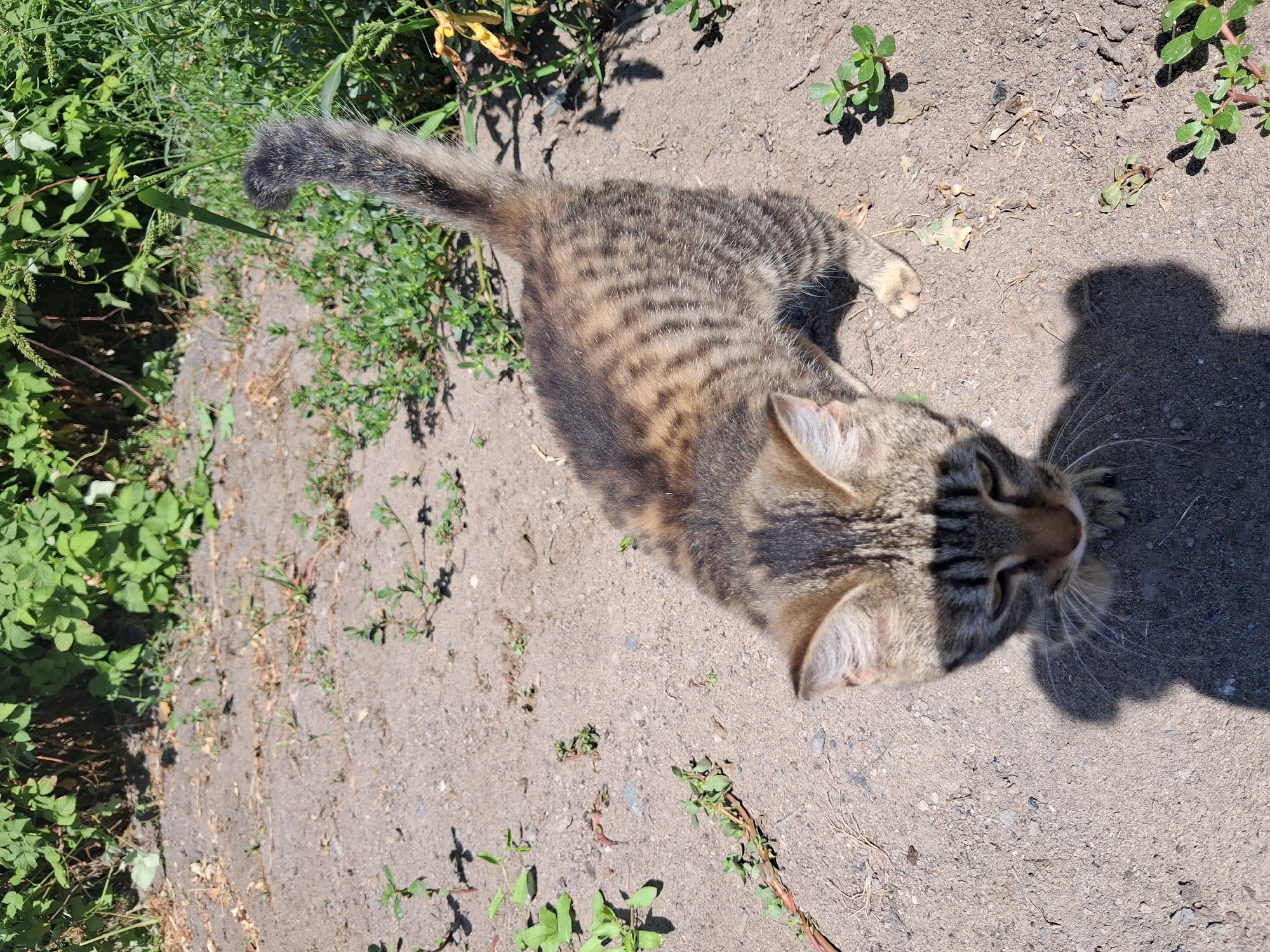 A tabby kitten stands on dry, sandy ground in Semey, Kazakhstan. The kitten has black stripes on its brown and grey fur and a bushy tail. It is looking down with its ears slightly back. The ground is mostly bare dirt with patches of dry grass and a few small green plants. In the background, there is a dense patch of green foliage, possibly bushes or trees. The sun casts a shadow of the kitten on the ground.