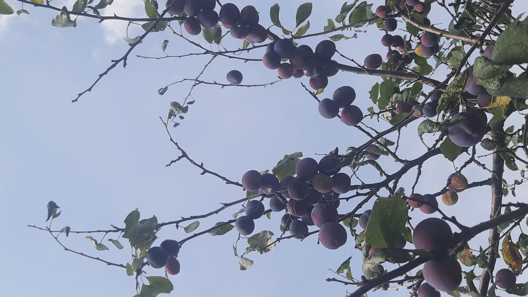 An outdoor, low-angle, full shot captures a plum tree heavy with ripe fruit against a pale blue, partly cloudy sky. The plums are dark purple to reddish-purple, with some showing a dusty bloom. They are clustered on thin branches, interspersed with green and dried leaves. The tree appears to be in a natural or garden setting, with no urban structures or inhabitants visible. The scene is likely set in Шклоў, Belarus, given the context.