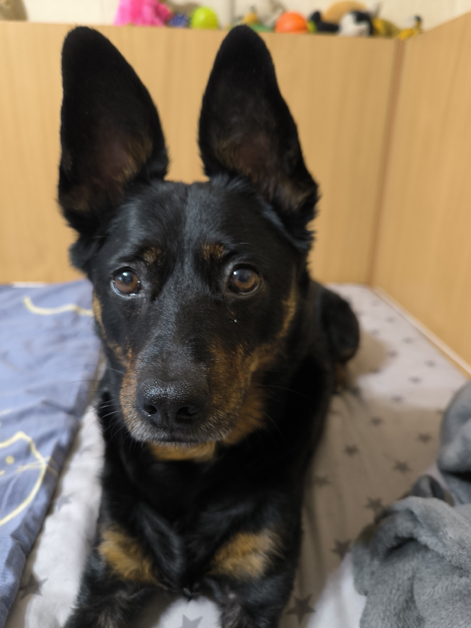 A black and tan dog with large, upright ears is lying down on a bed. The dog's head is turned towards the camera, and it is looking directly at the viewer. The dog's eyes are brown and appear to be slightly sad or concerned. The dog's fur is short and appears to be clean. The bed is covered with a patterned blue and white duvet and a gray blanket. In the background, there are some shelves with toys on them, and a wooden wall. The overall impression is one of domestic comfort. The scene is not identifiable as being in Mykolaiv, Ukraine.