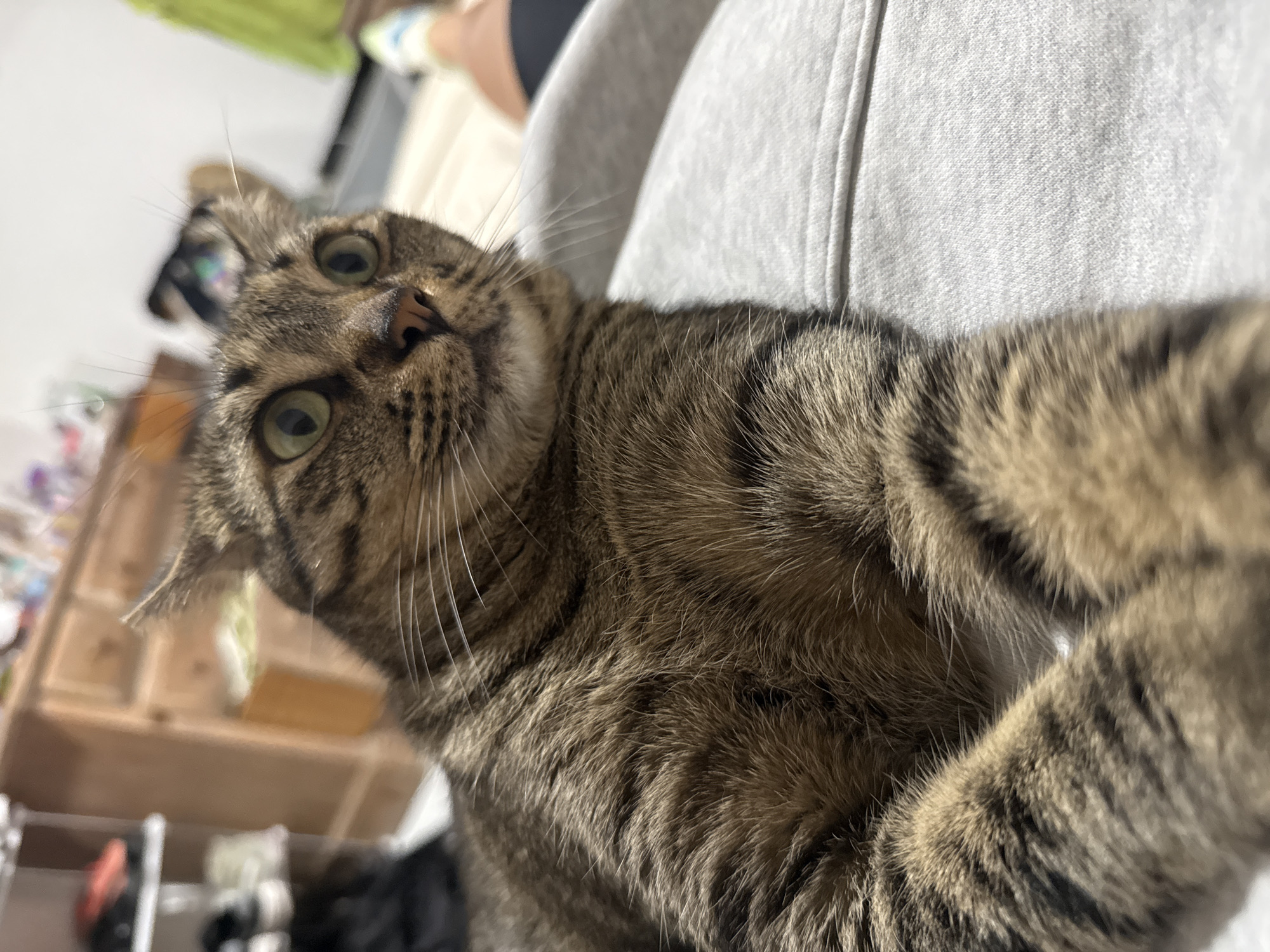 A close-up shot features a brown tabby cat with green eyes looking up at the camera. The cat's fur is a mix of brown and black stripes. The cat appears to be sitting on someone's lap, covered by a grey sweater material. The background is blurry, but shows what appears to be a wooden surface, possibly a cabinet or shelf. Based on prior context, the location is Puebla, Mexico, but there is no feature within the image itself confirming the location.